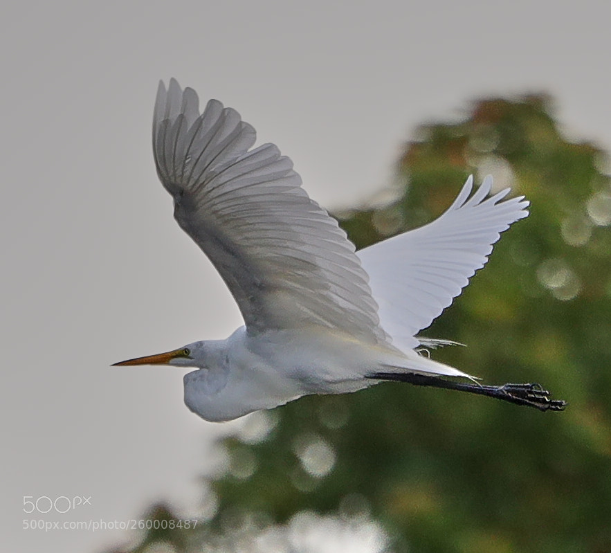 Canon EOS-1D X Mark II sample photo. 05-29-18-0020251.jpg photography
