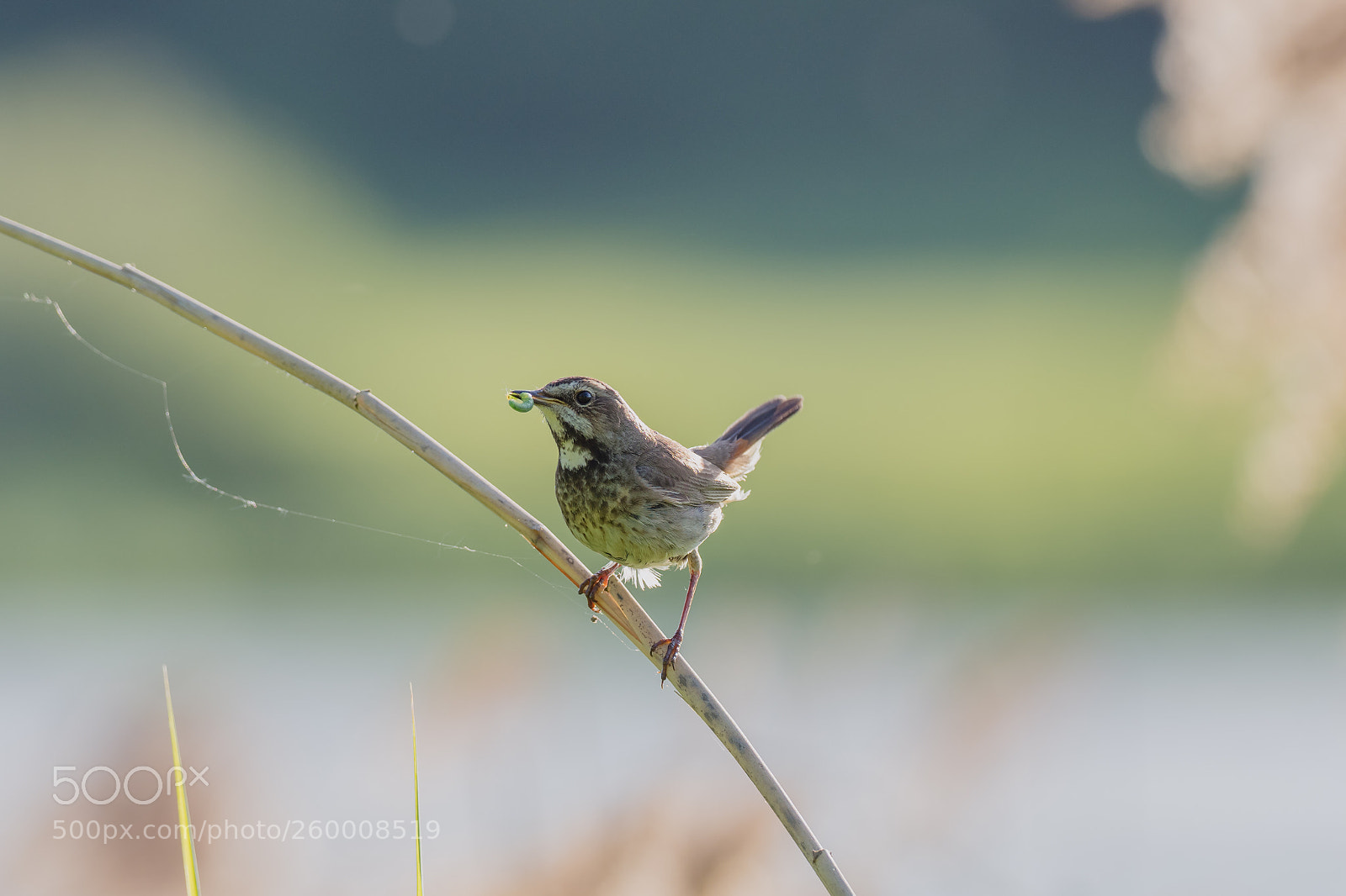 Olympus OM-D E-M1 Mark II sample photo. Bluethroat (female) photography
