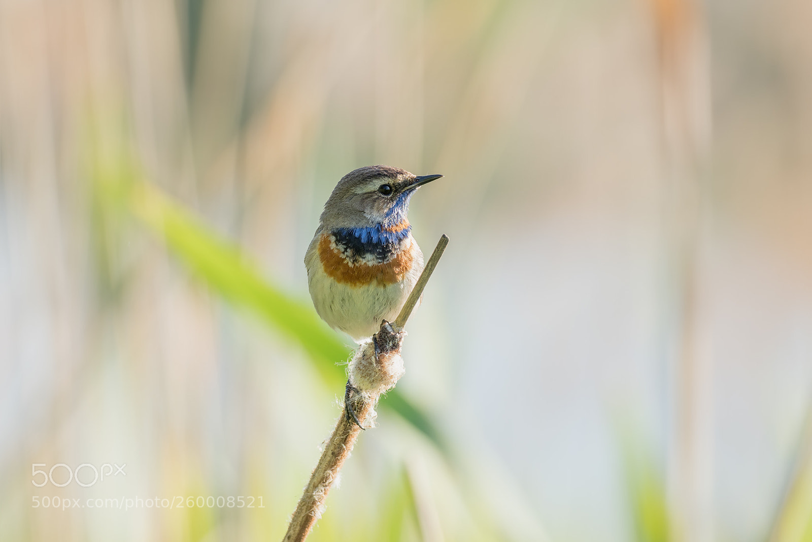 Olympus OM-D E-M1 Mark II sample photo. Bluethroat (male) photography