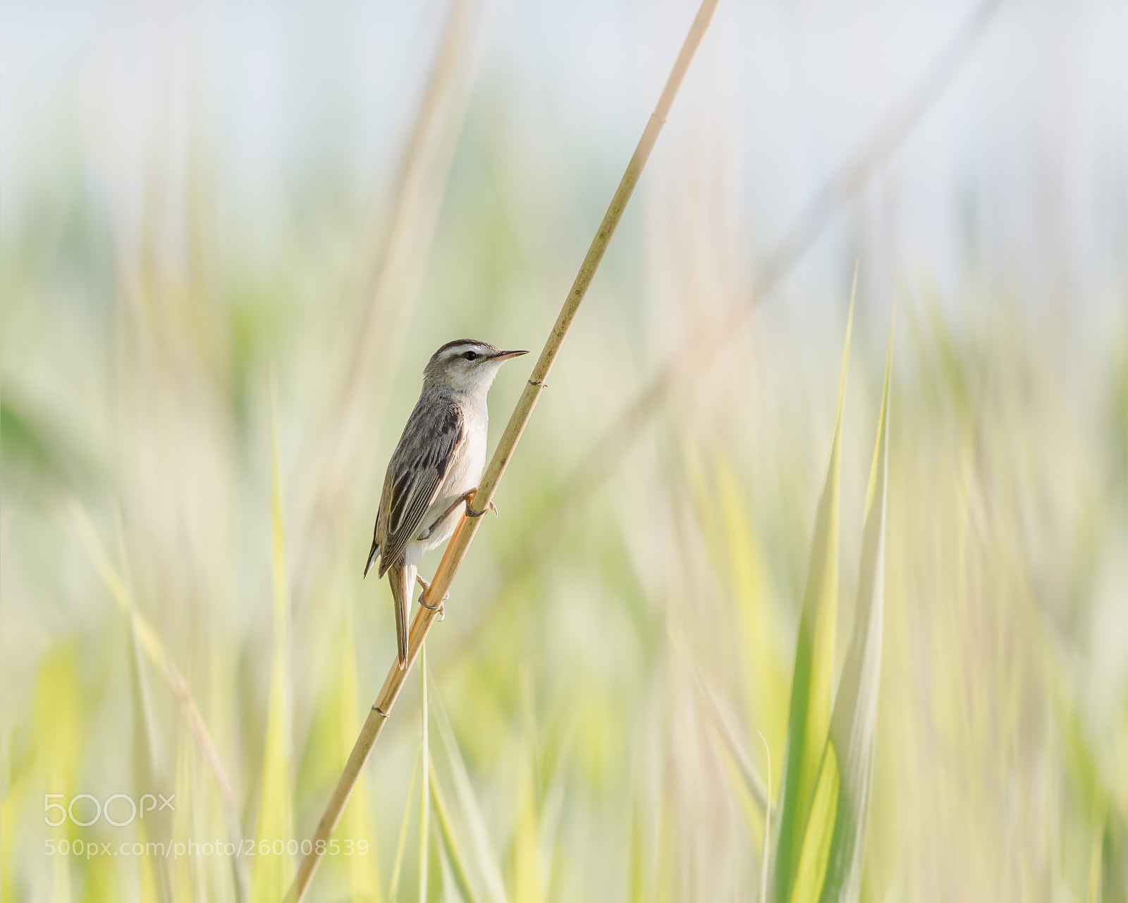 Olympus OM-D E-M1 Mark II sample photo. Sedge warbler photography