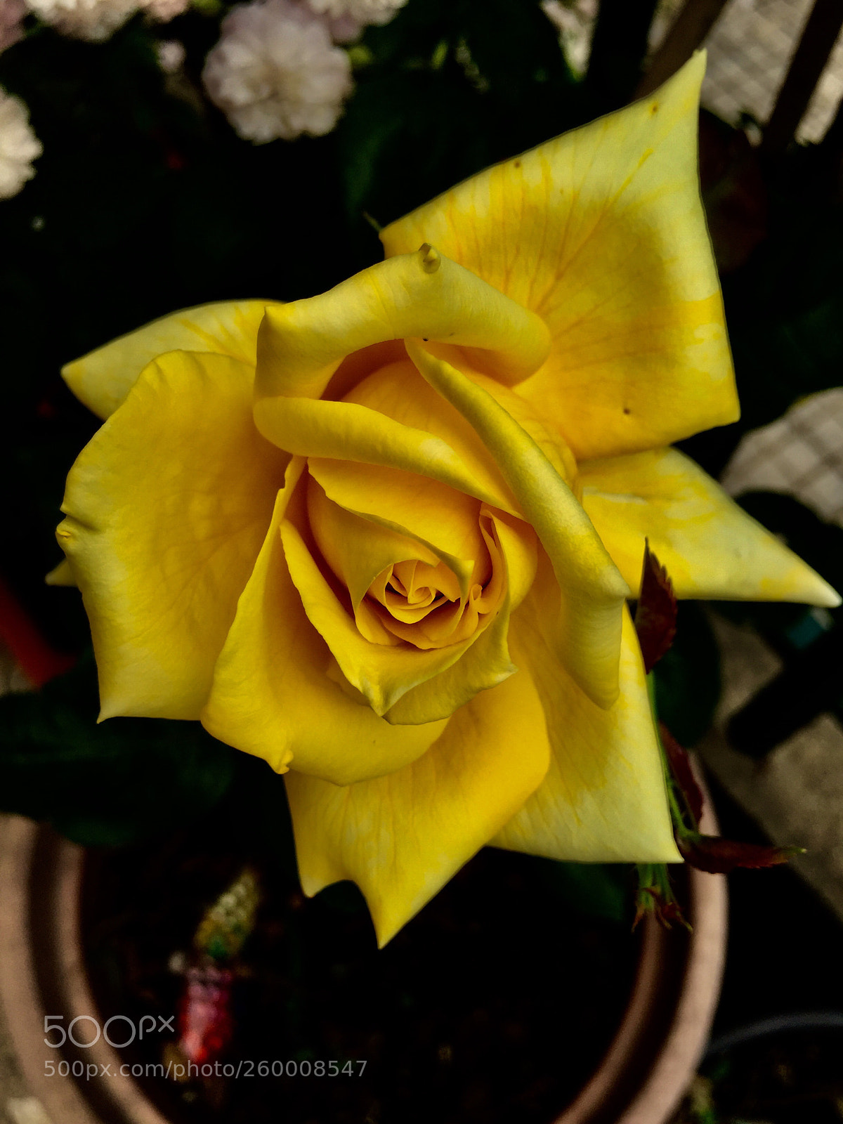 Apple iPhone 6 sample photo. Untitled photography