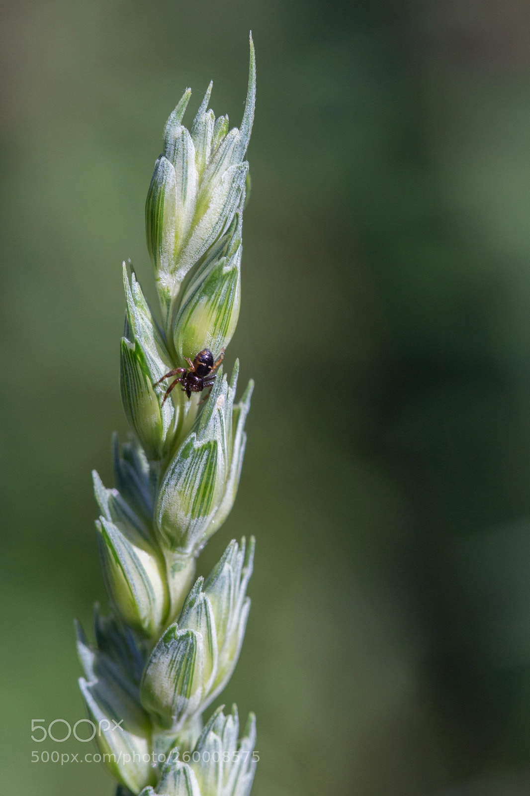 Canon EOS 700D (EOS Rebel T5i / EOS Kiss X7i) sample photo. L'araignée (the spider) photography