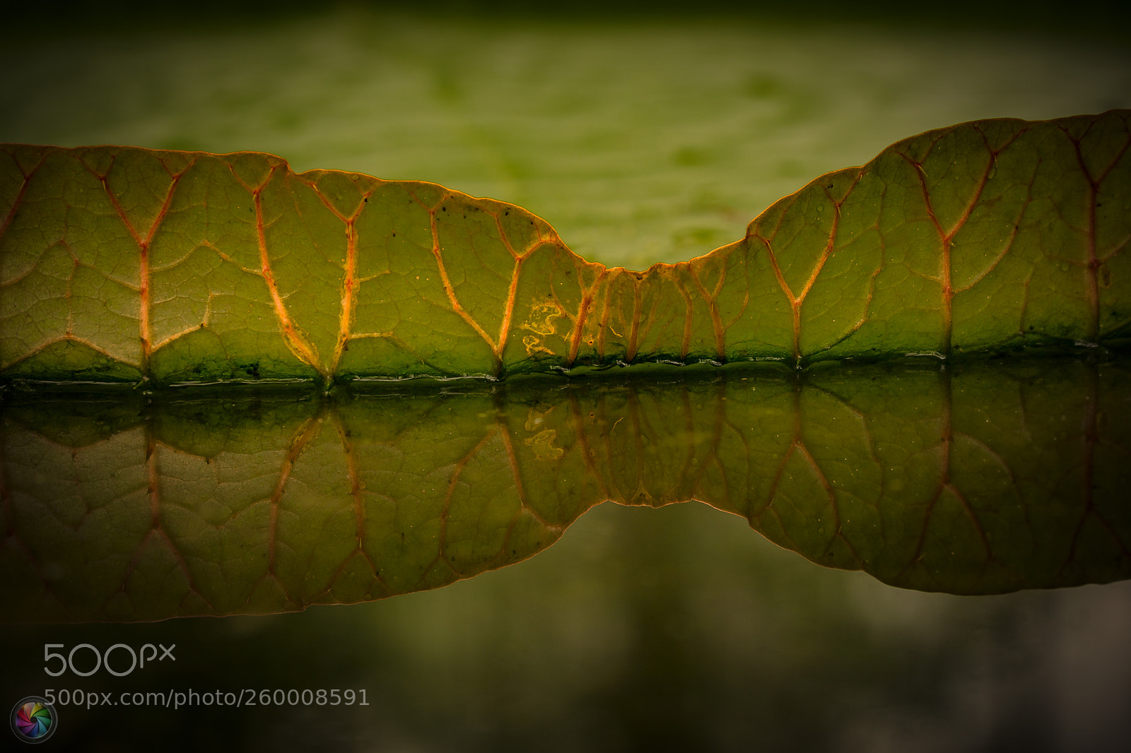 Sony a99 II sample photo. Botanischen gartens st.gallen photography