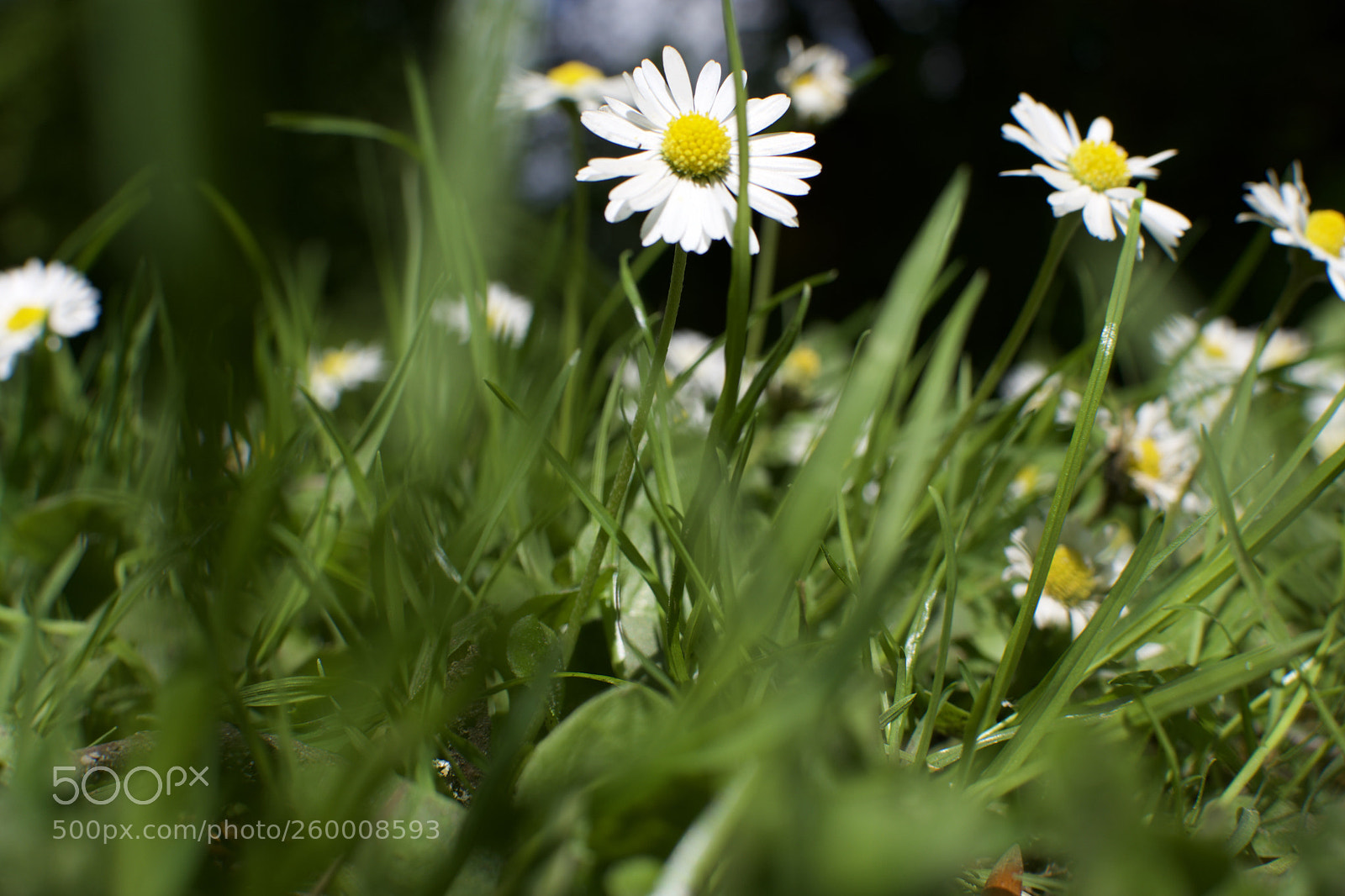 Nikon D3400 sample photo. Daydream  photography