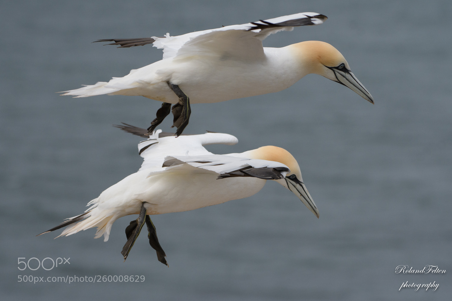 Nikon D500 sample photo. Double flight photography