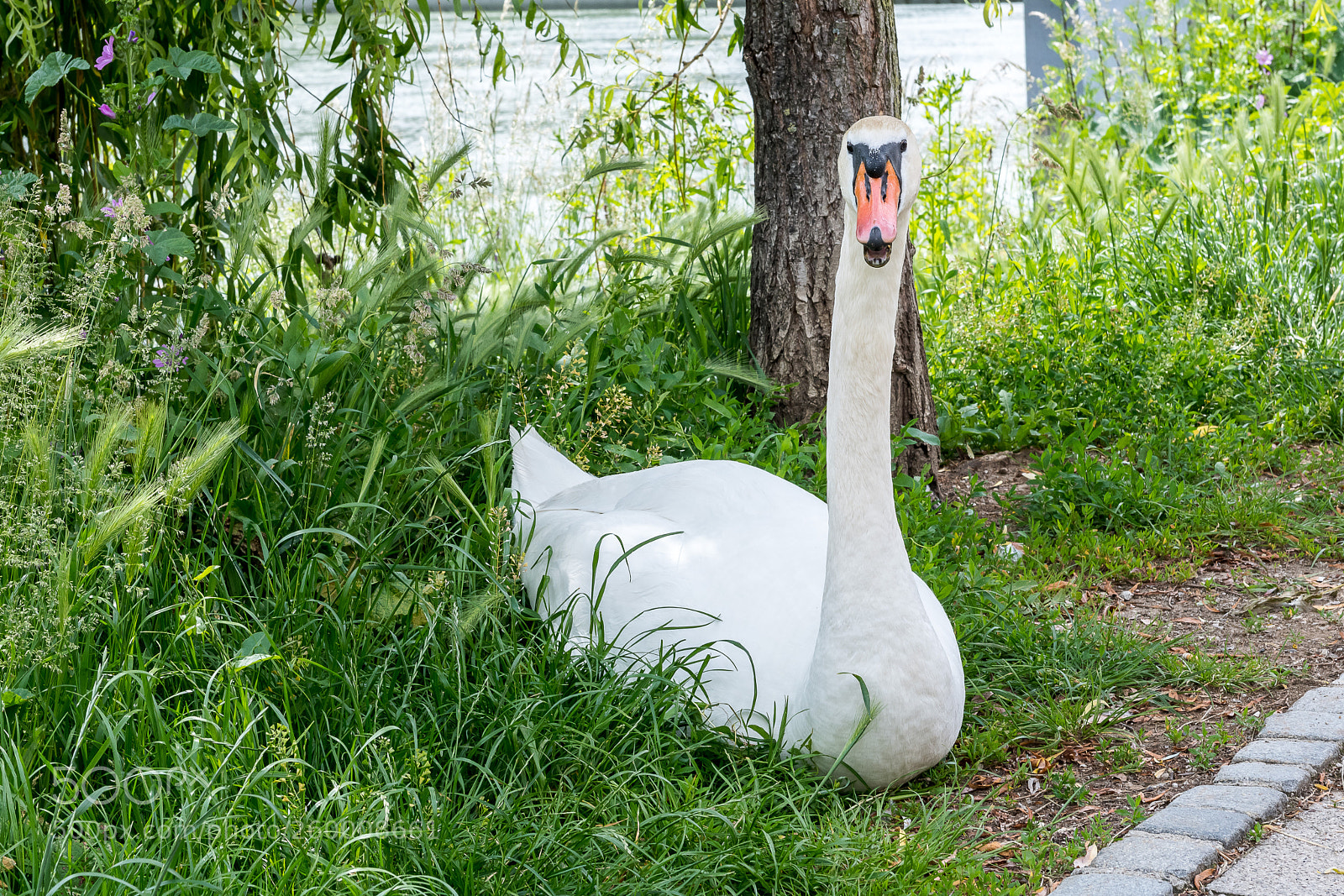 Nikon D850 sample photo. The swan father in photography