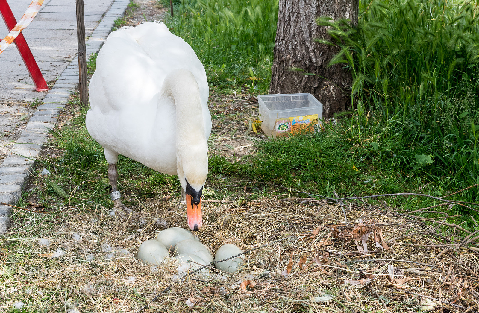 Nikon D850 sample photo. The swan mother with photography