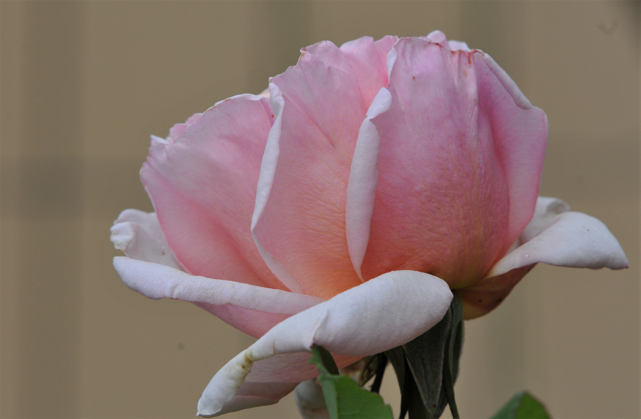 Nikon AF-S Nikkor 200-500mm F5.6E ED VR sample photo. Rosa /2772 photography