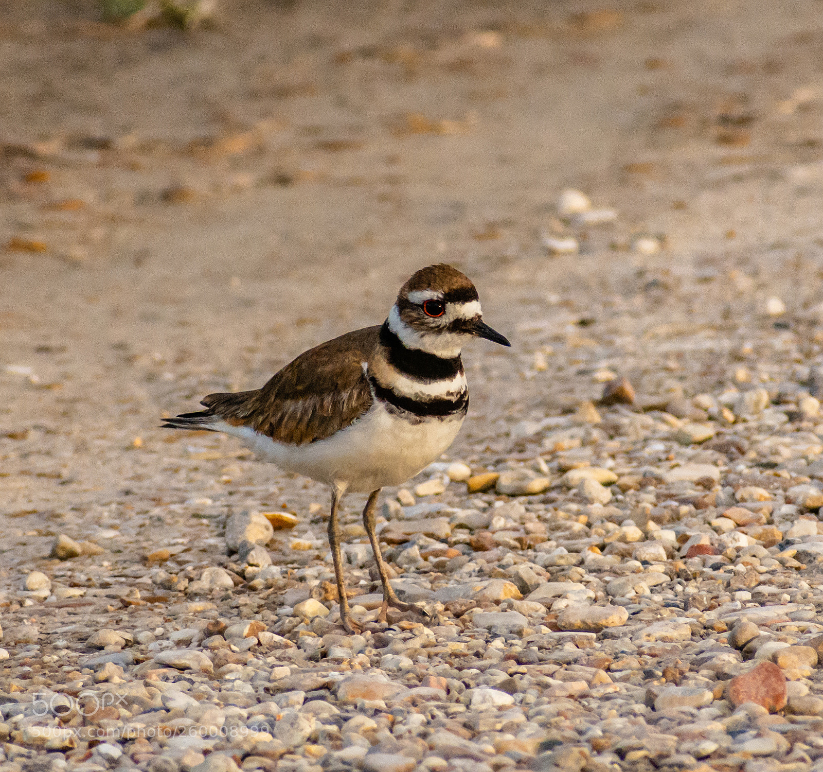 Nikon D7200 sample photo. Killdeer photography