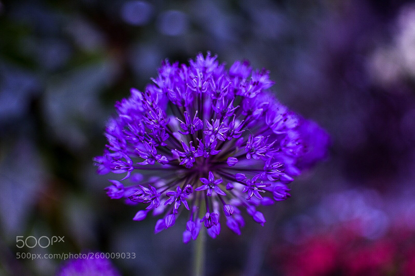 Nikon D7200 sample photo. Purple flower photography