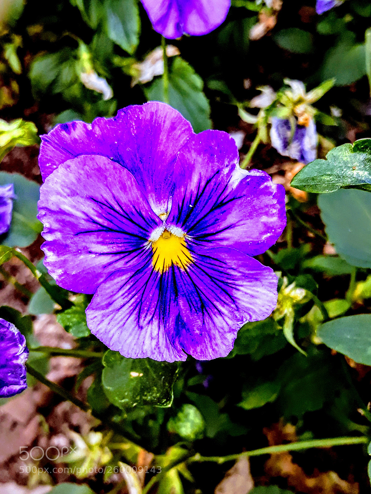 Samsung Galaxy J5 sample photo. Untitled photography