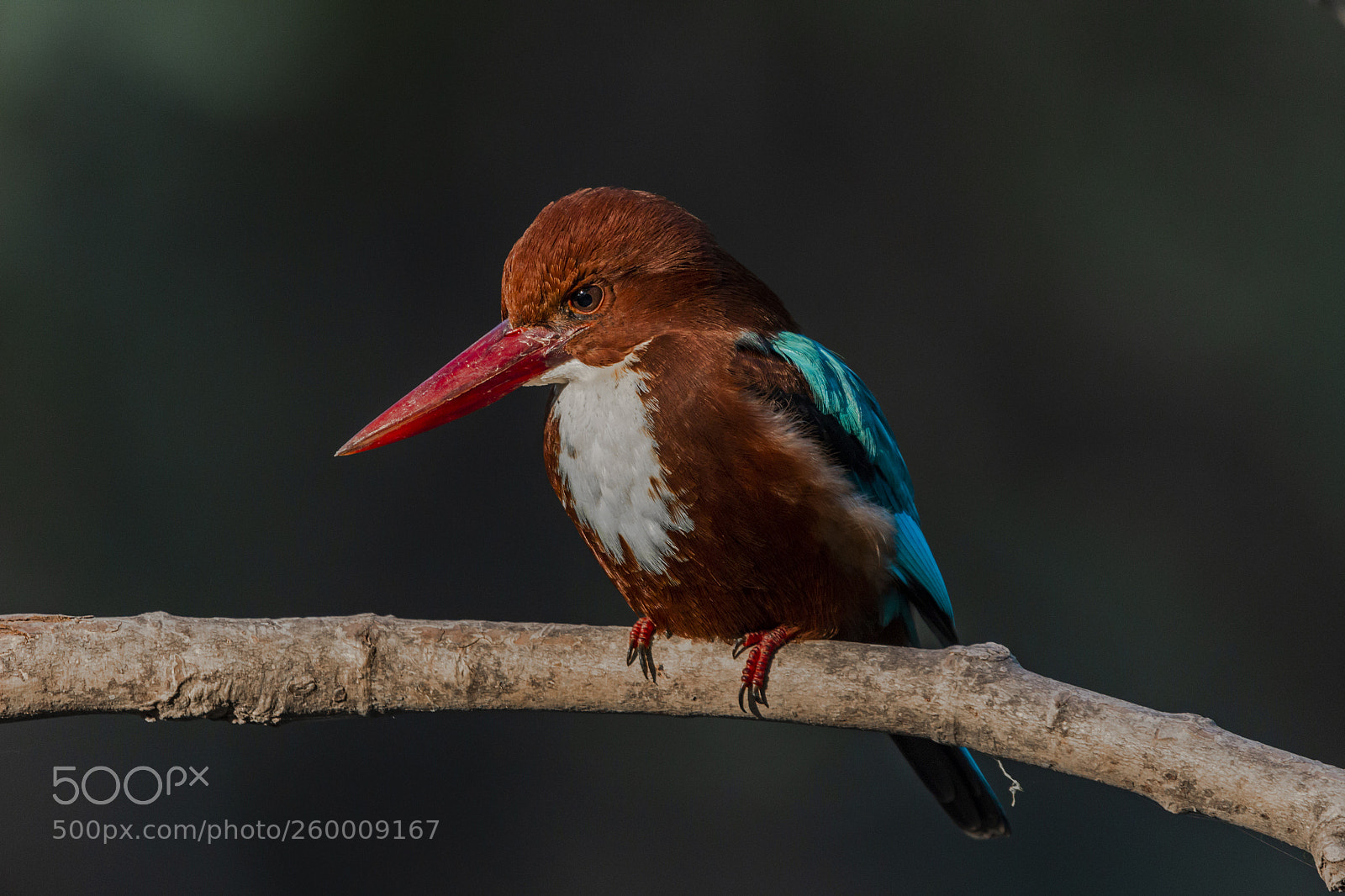 Canon EOS 600D (Rebel EOS T3i / EOS Kiss X5) sample photo. White breasted kingfisher photography