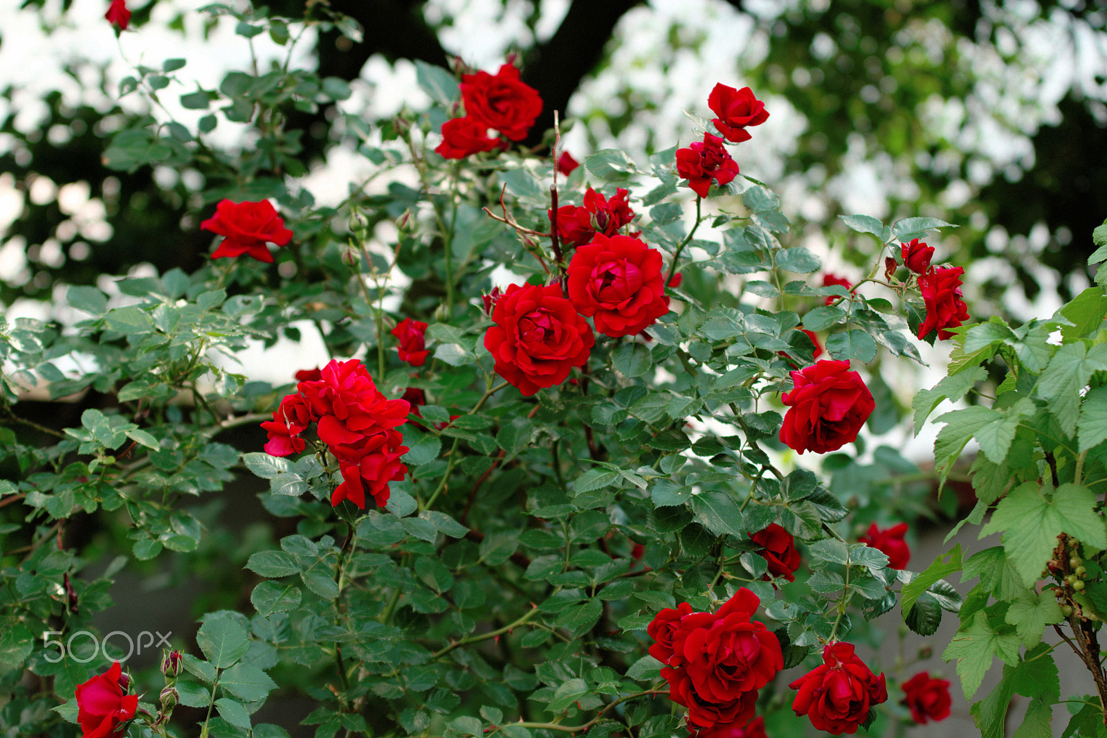 Pentax K-70 sample photo. Red roses... photography