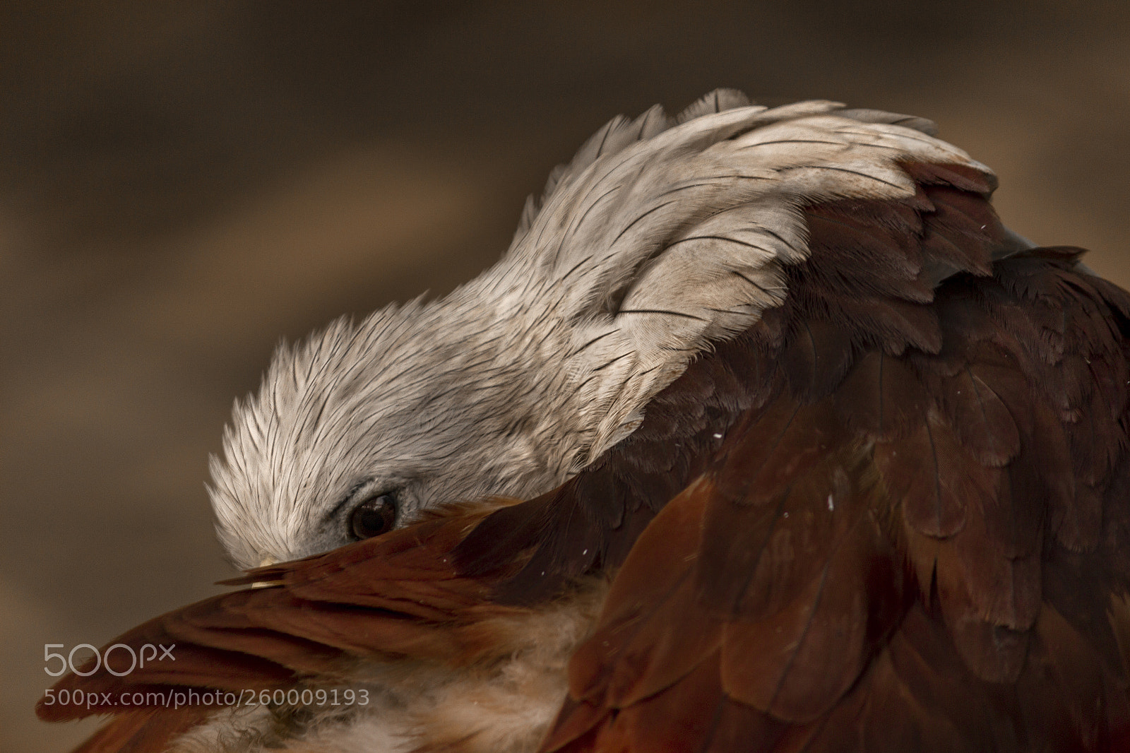 Canon EOS 600D (Rebel EOS T3i / EOS Kiss X5) sample photo. Brahminy kite photography