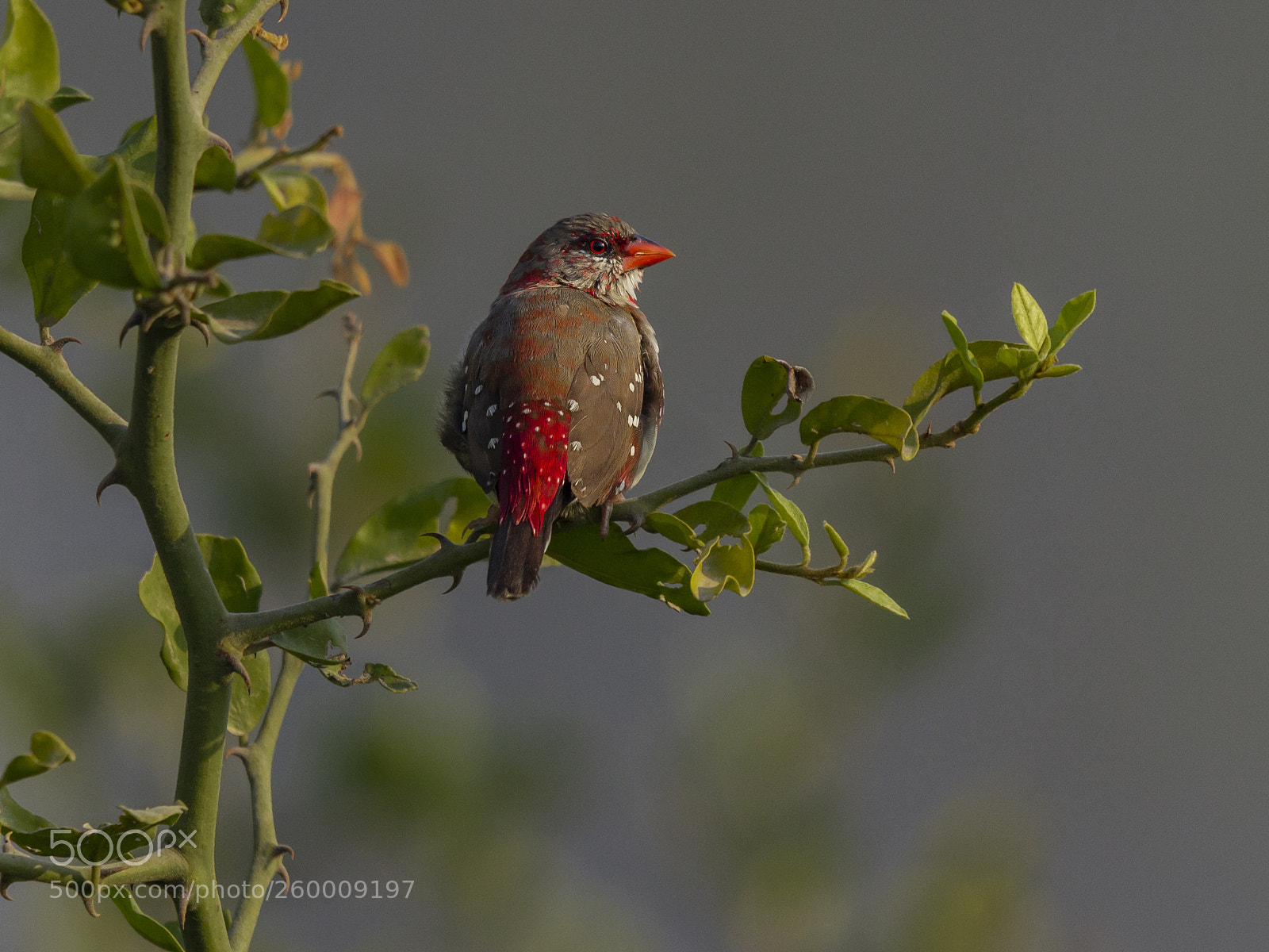 Canon EOS 600D (Rebel EOS T3i / EOS Kiss X5) sample photo. Red adavat photography