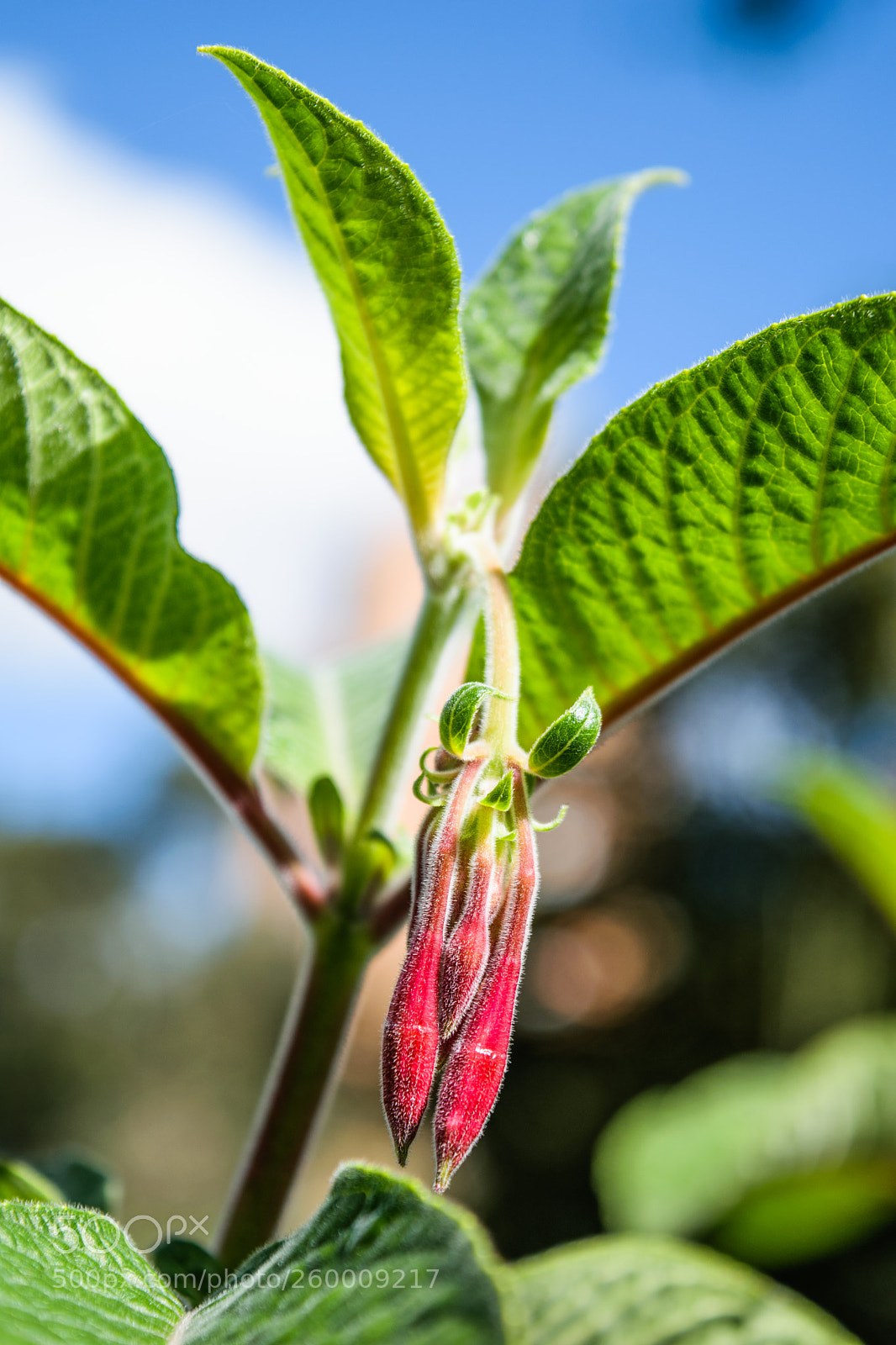 Nikon D5300 sample photo. Nature photography