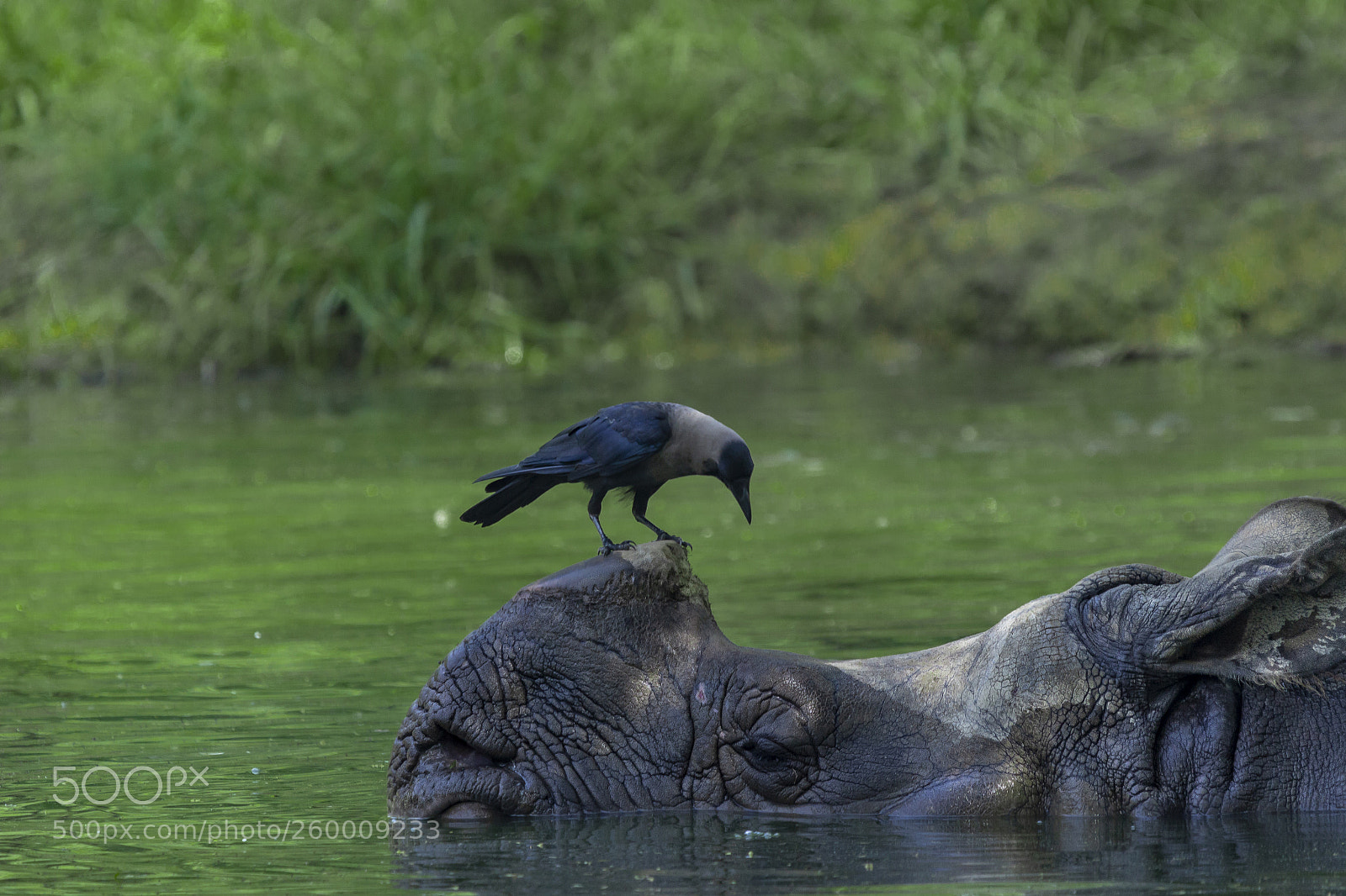 Canon EOS 600D (Rebel EOS T3i / EOS Kiss X5) sample photo. One horned rhino photography