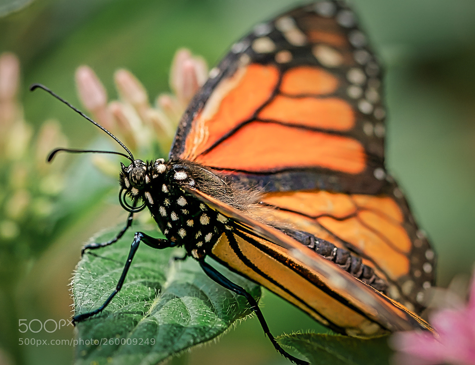 Sony a9 sample photo. Monarch butterfly photography