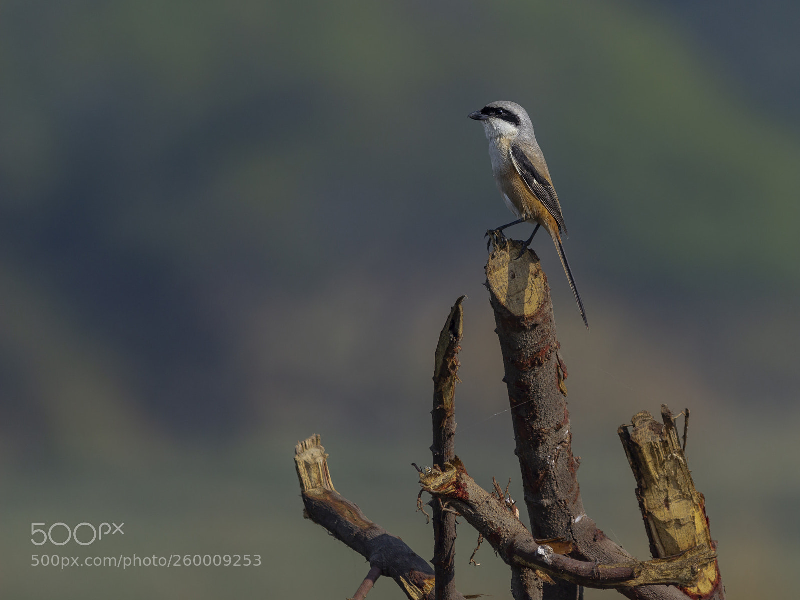 Canon EOS 600D (Rebel EOS T3i / EOS Kiss X5) sample photo. Long tailed shrike photography