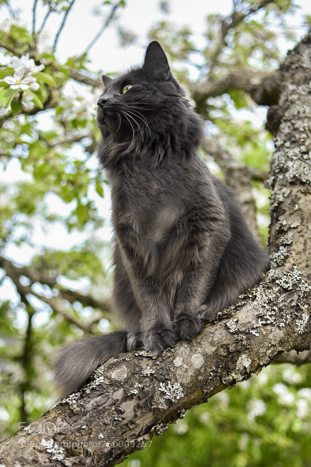 Nikon D7200 sample photo. Cat in tree photography