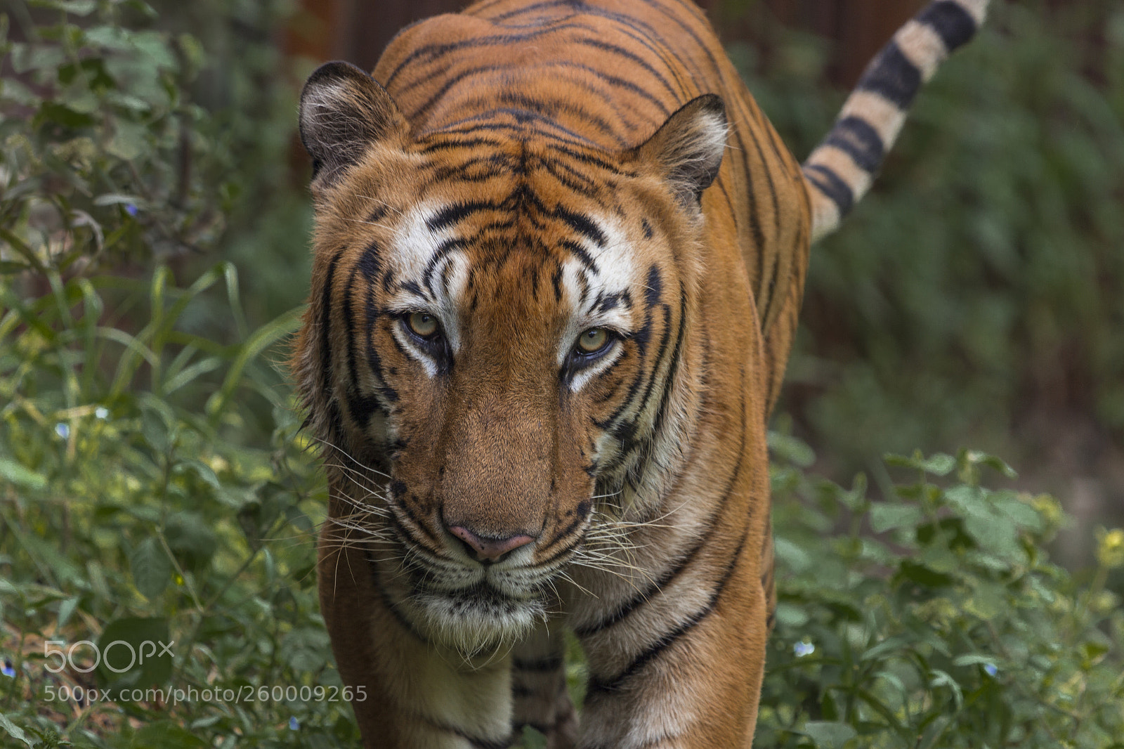 Canon EOS 600D (Rebel EOS T3i / EOS Kiss X5) sample photo. Royal bengal tiger photography
