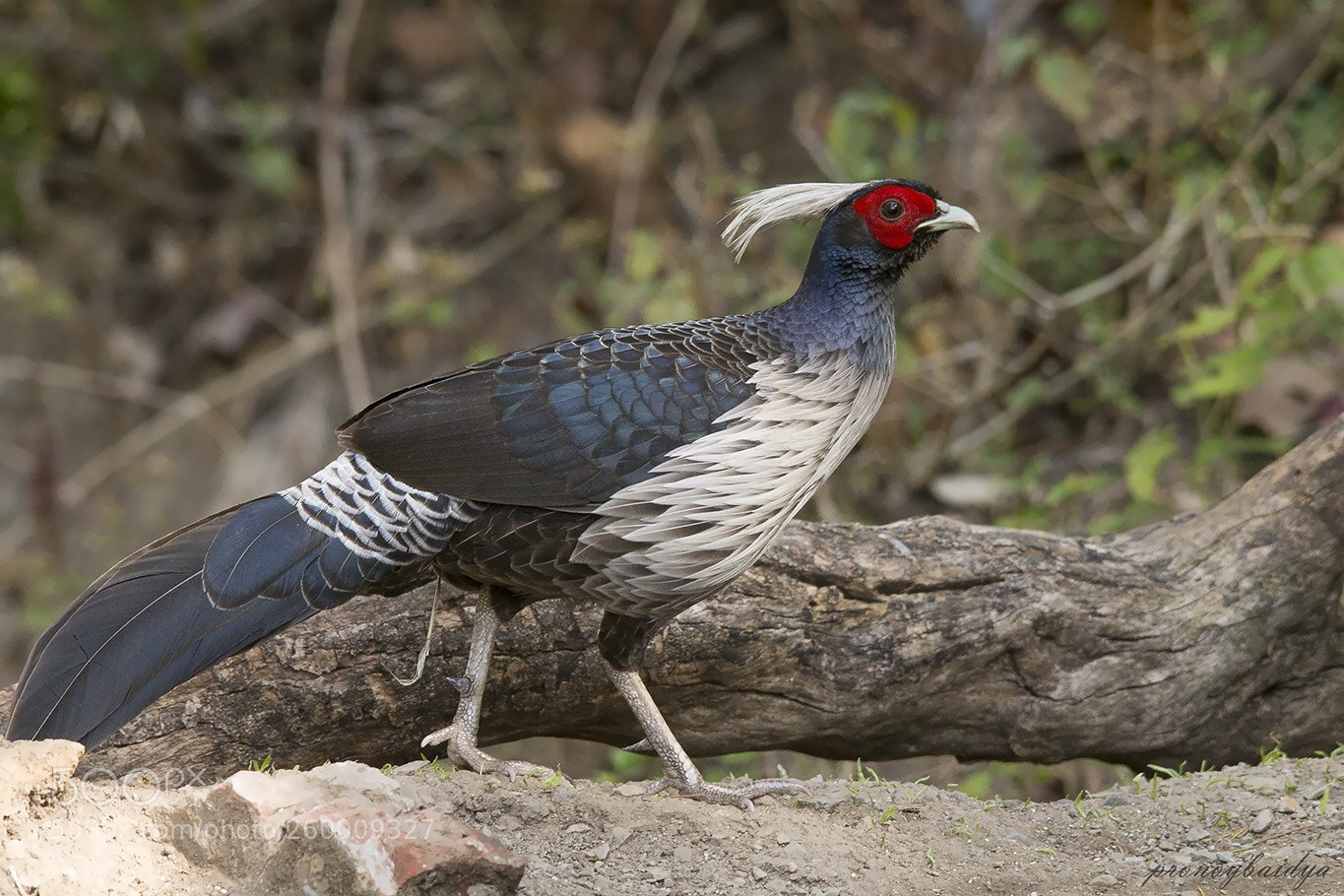 Canon EOS 1100D (EOS Rebel T3 / EOS Kiss X50) sample photo. Khalij pheasant photography