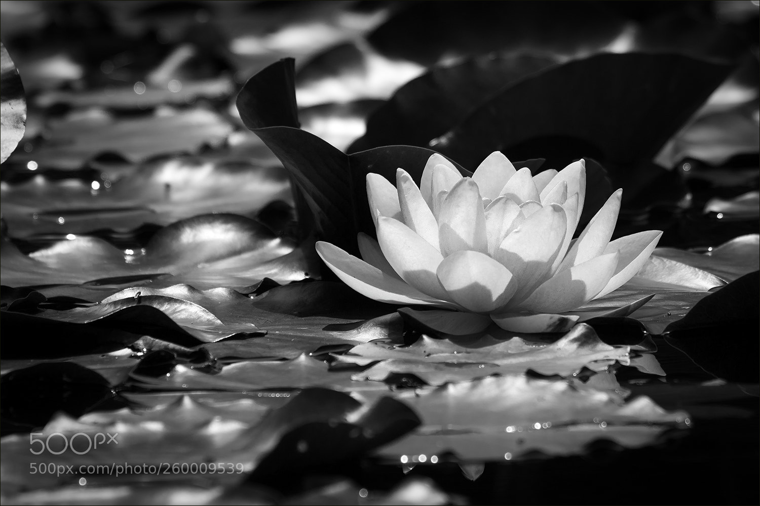 Canon EOS 7D Mark II sample photo. Water lily iii photography