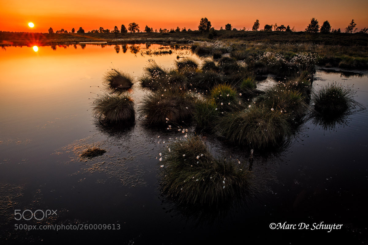 Canon EOS 5D Mark IV sample photo. Bog cotton in gold photography