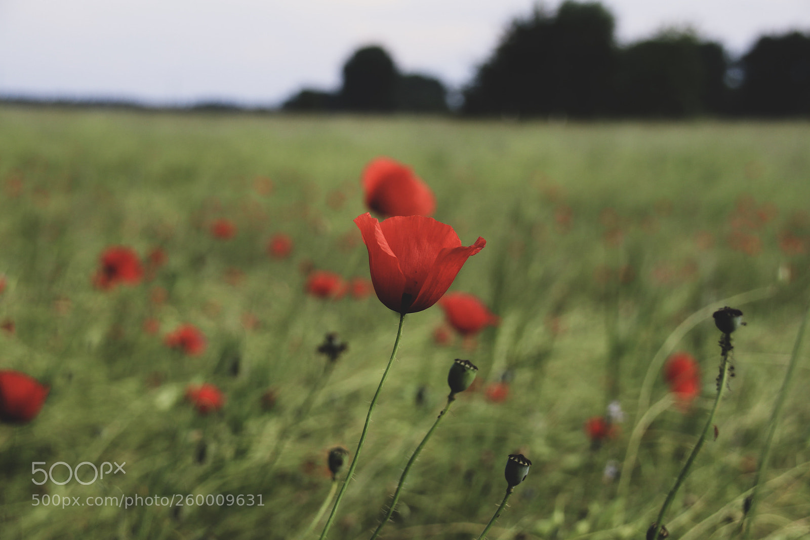 Canon EOS 77D (EOS 9000D / EOS 770D) sample photo. Nostalgy  photography