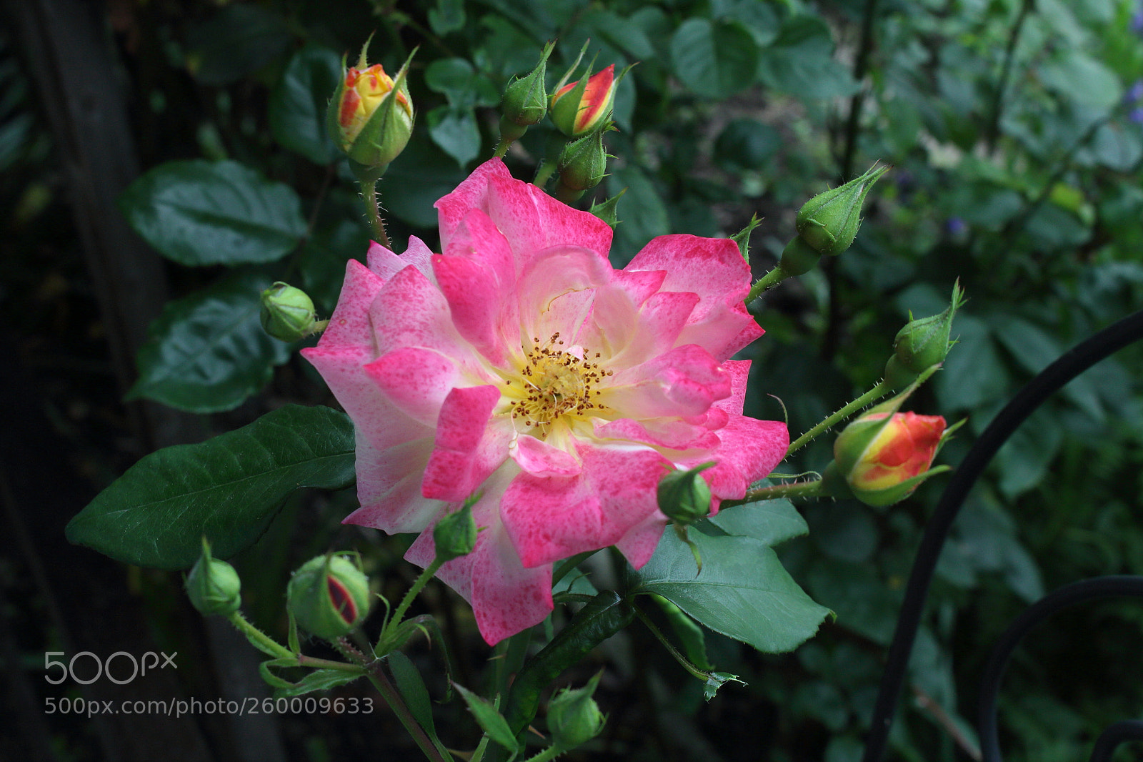 Canon EOS 100D (EOS Rebel SL1 / EOS Kiss X7) sample photo. Rose photography