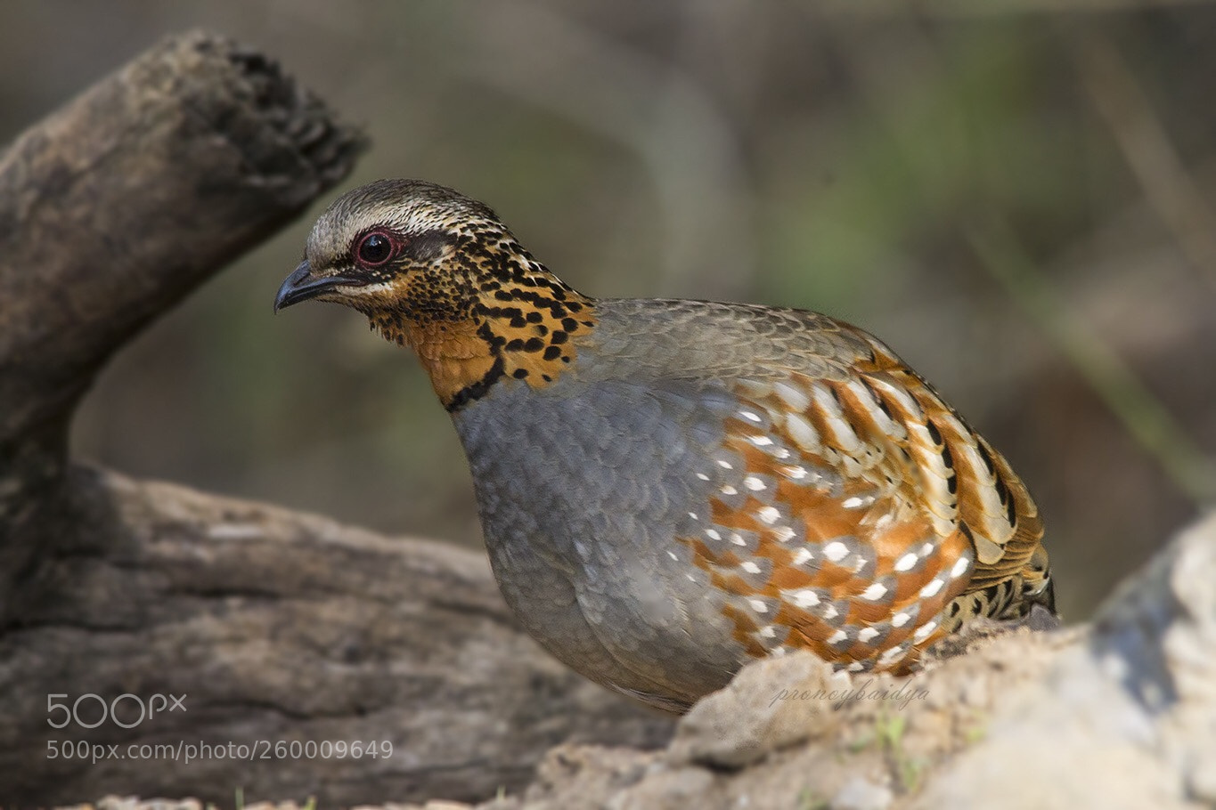 Canon EOS 1100D (EOS Rebel T3 / EOS Kiss X50) sample photo. Rufous-throated partridge photography