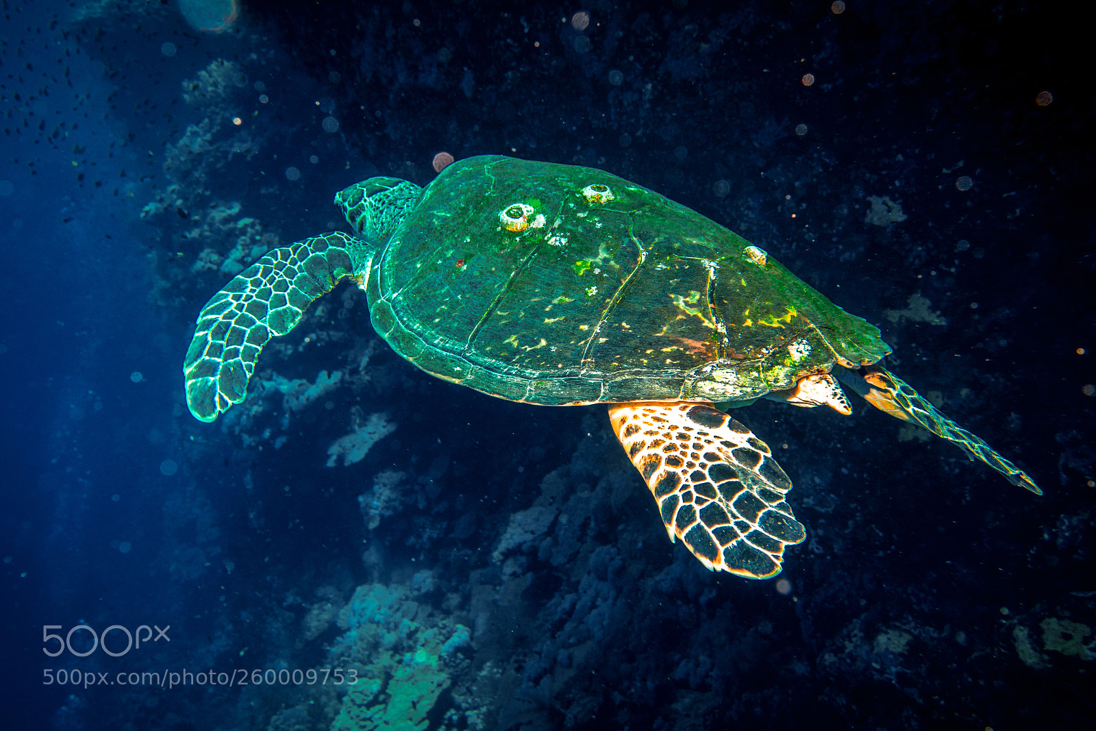 Sony Cyber-shot DSC-RX100 II sample photo. Seaturtle on the reef photography