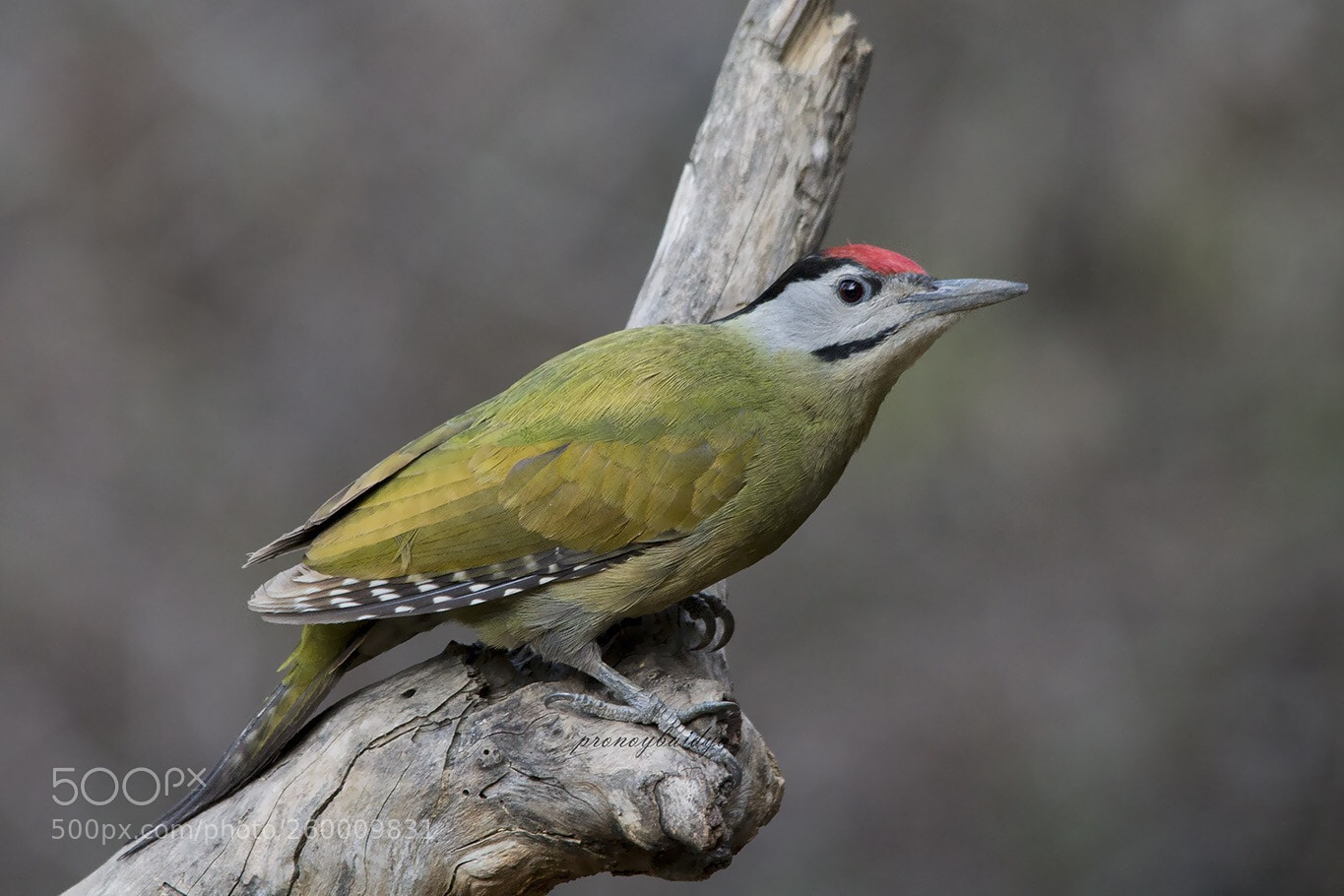 Canon EOS 1100D (EOS Rebel T3 / EOS Kiss X50) sample photo. Grey-headed woodpecker photography