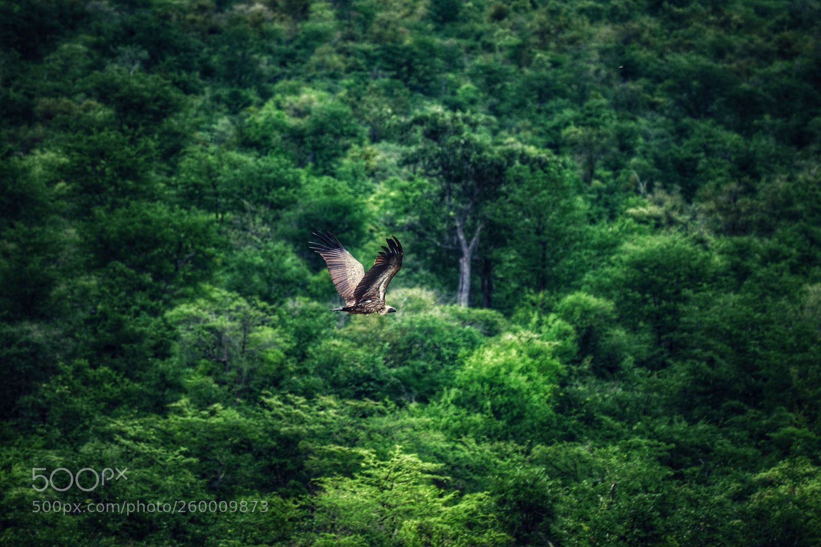 Sony SLT-A77 sample photo. Green flight photography