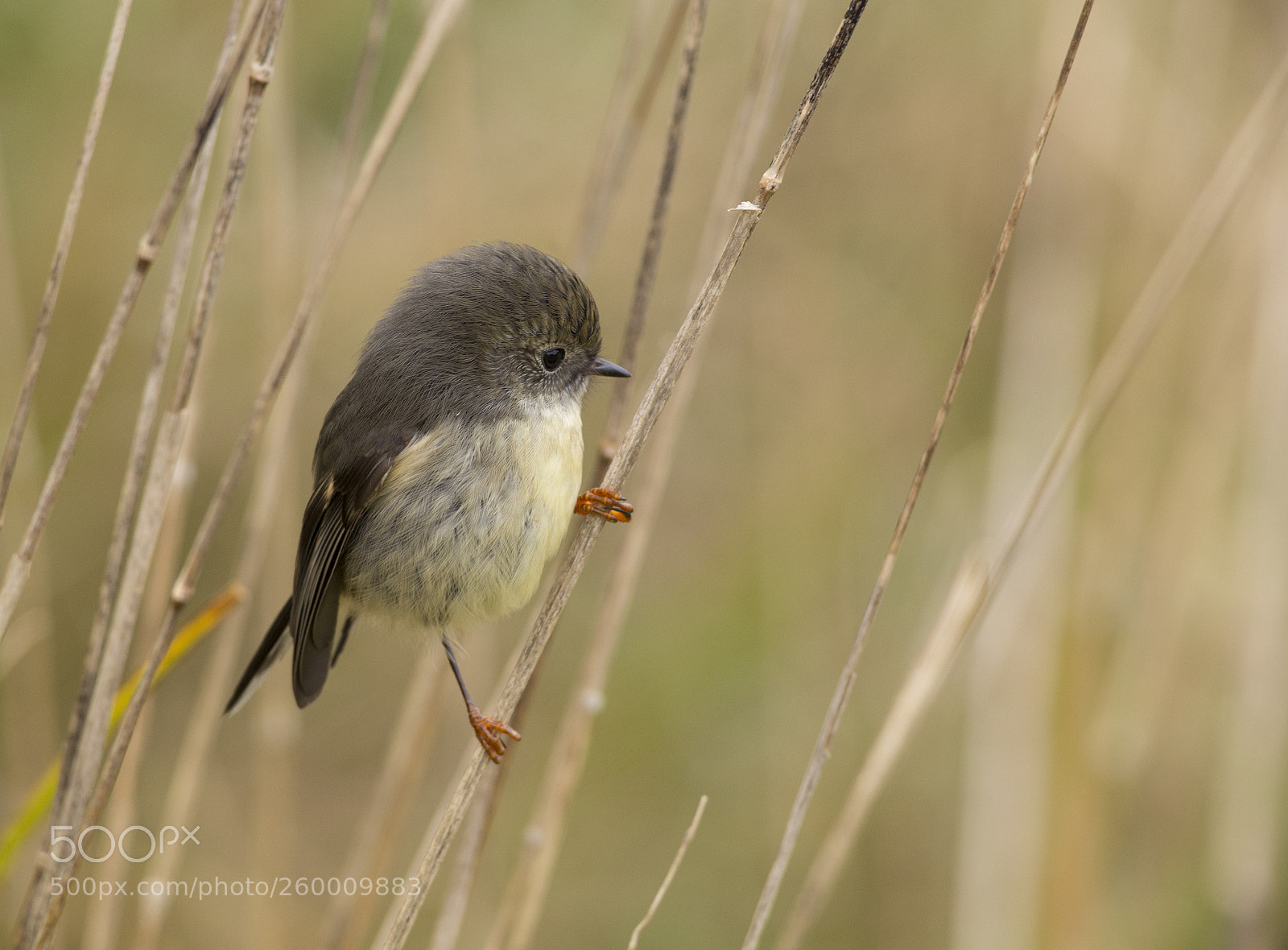 Canon EOS 6D sample photo. Tomtit perched in grass photography