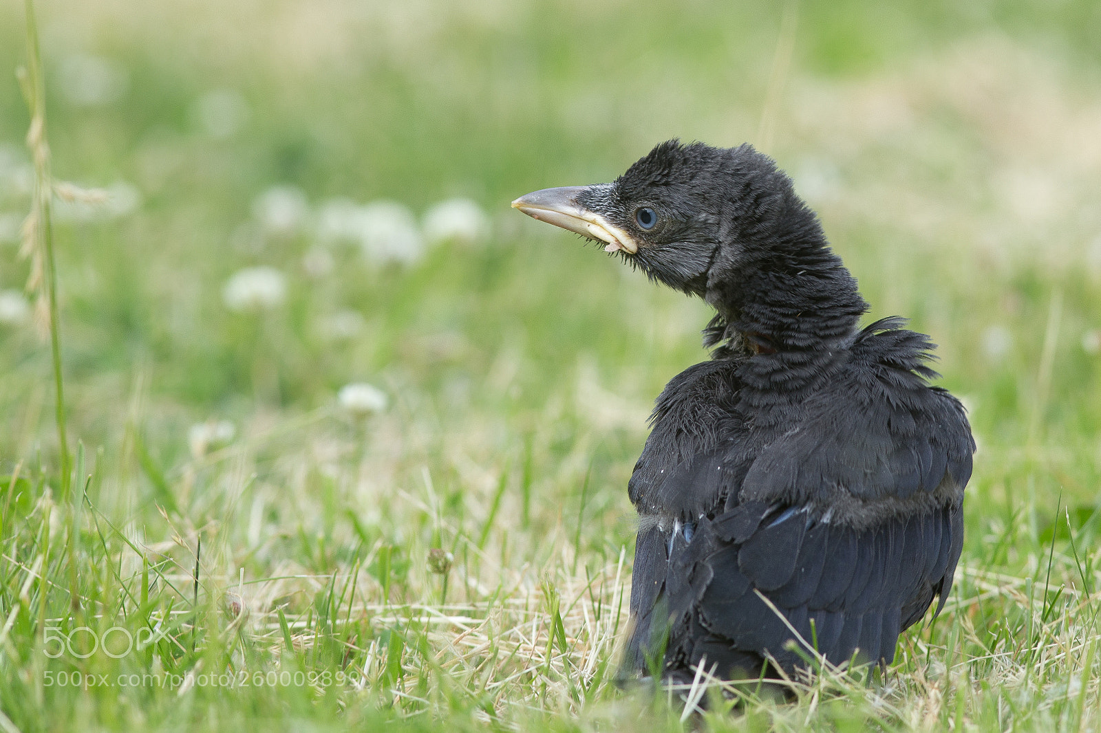Canon EOS 6D sample photo. Jackdaw photography
