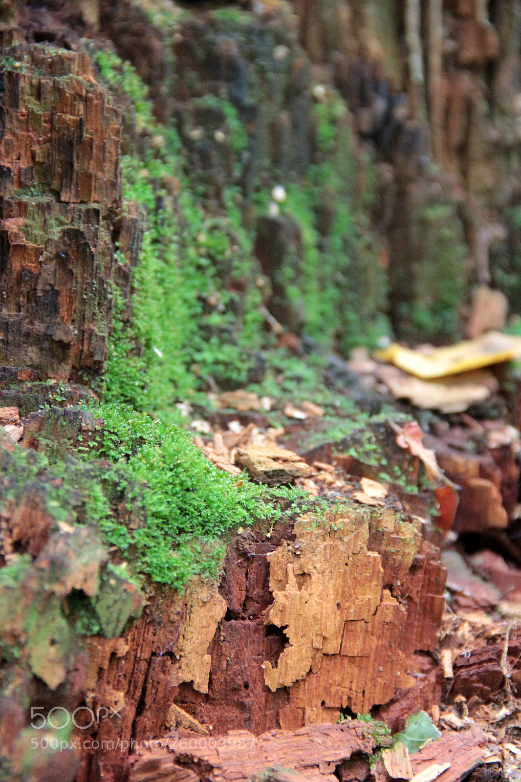 Canon EOS 60D sample photo. Img photography