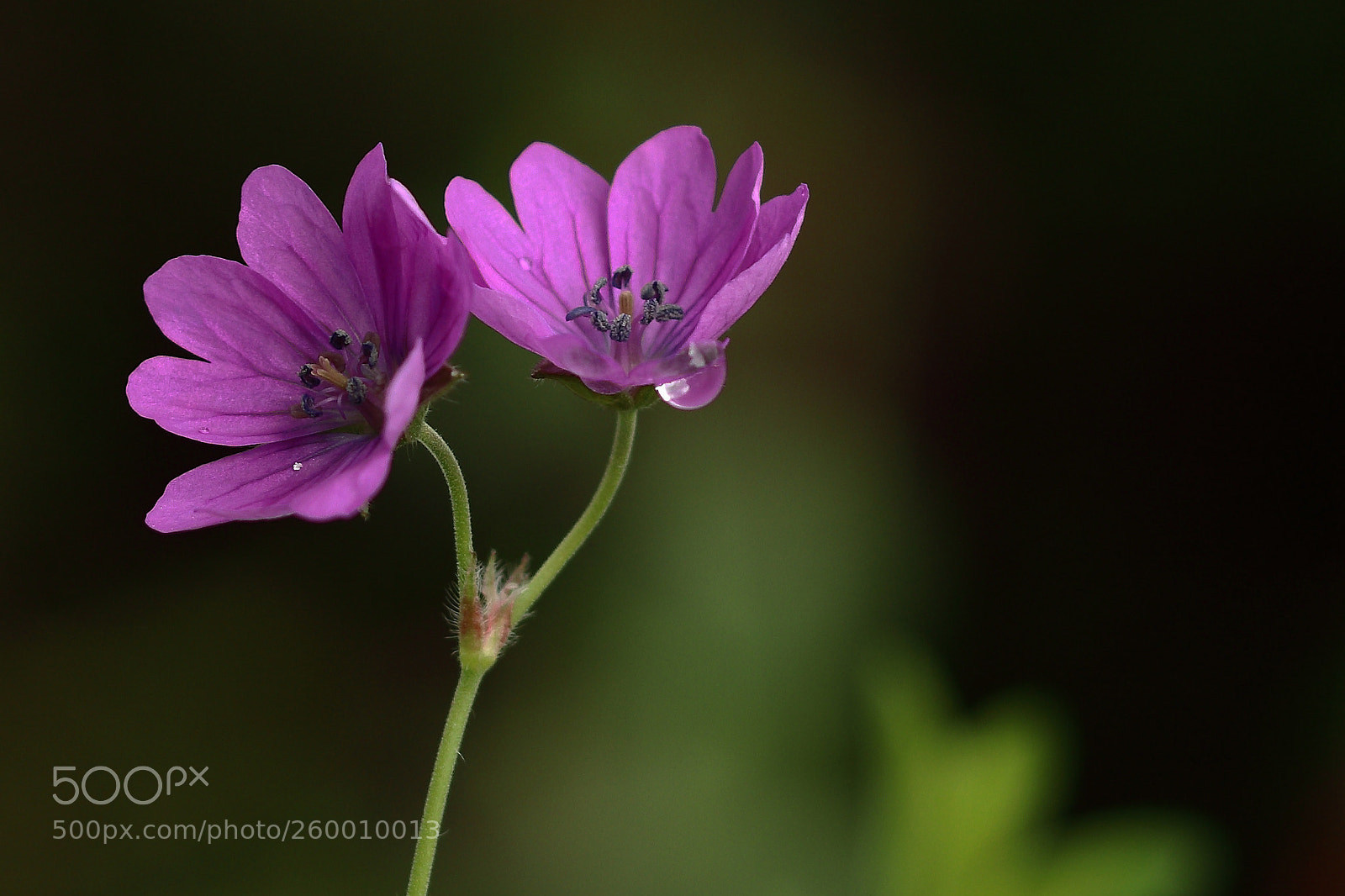 Canon EOS 80D sample photo. El mundo diminuto photography