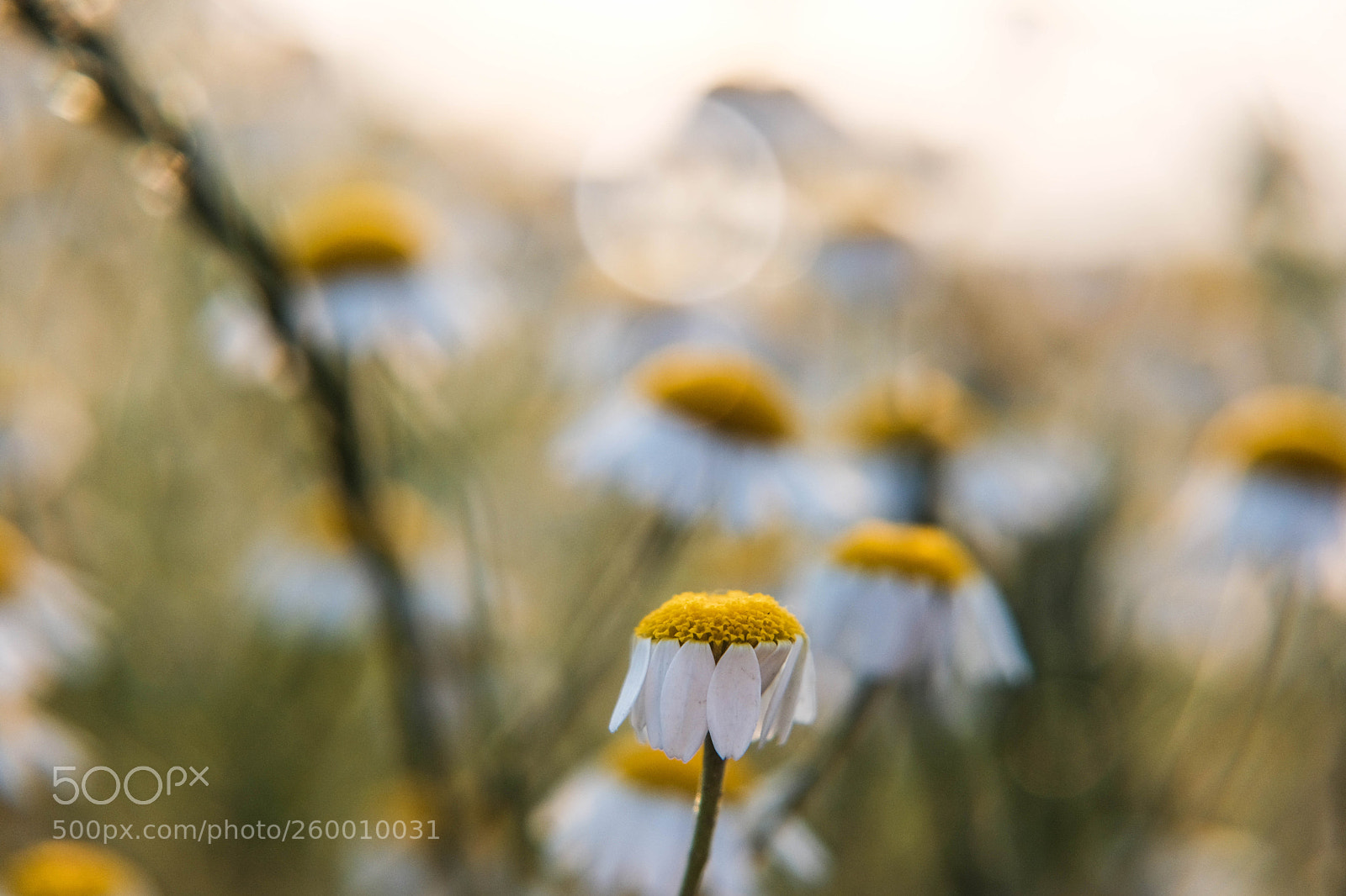 Fujifilm X-T2 sample photo. Chamomile photography