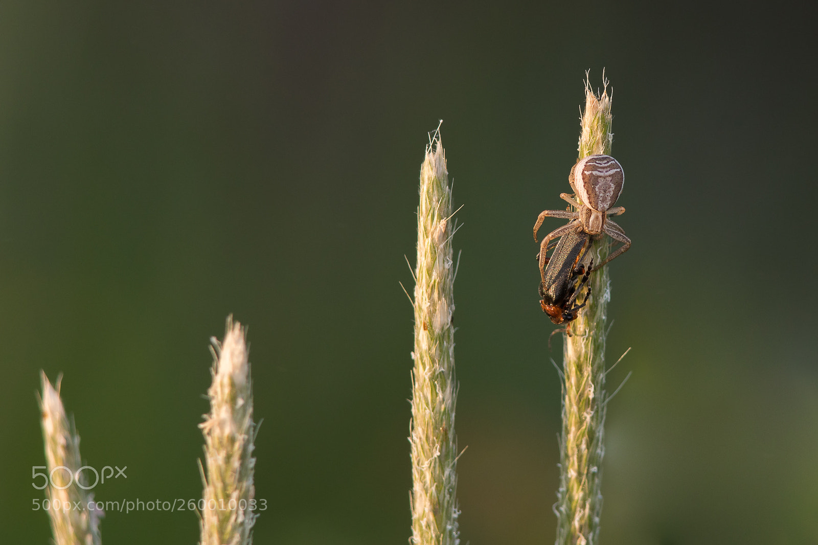 Canon EOS 5D Mark IV sample photo. Dinner photography