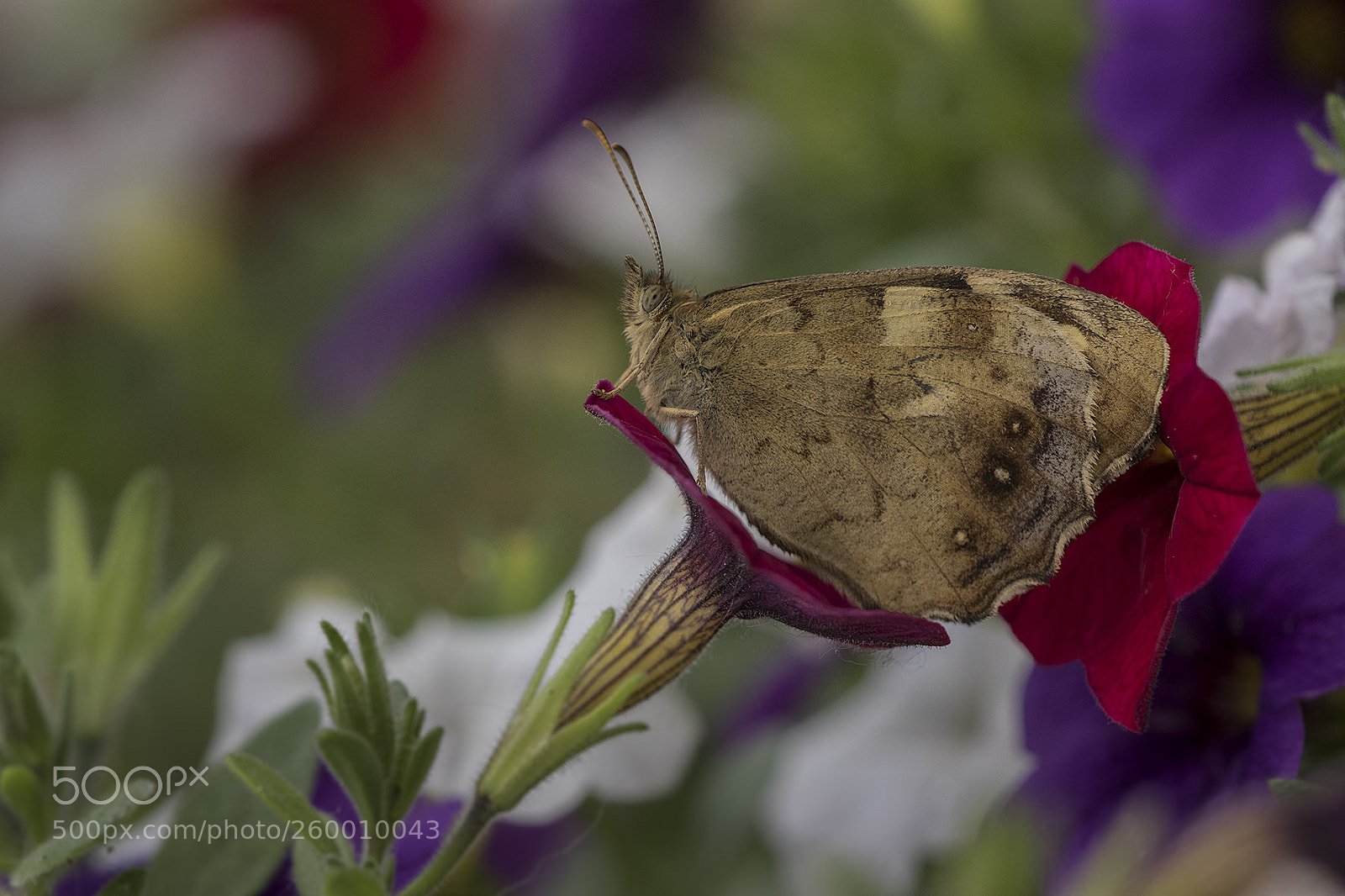 Canon EOS 7D Mark II sample photo. Butterfly photography