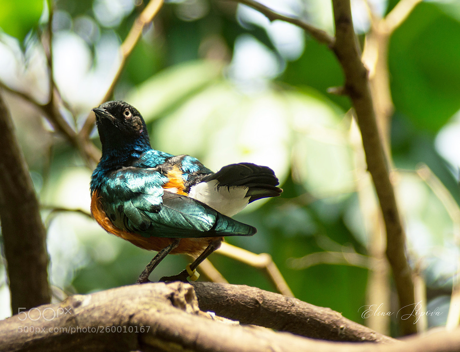 Sony SLT-A55 (SLT-A55V) sample photo. Superb starling photography