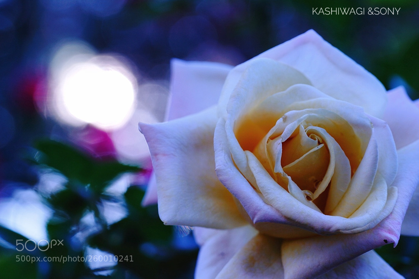 Sony a7 II sample photo. Cream caramel / u.k. 2008 photography