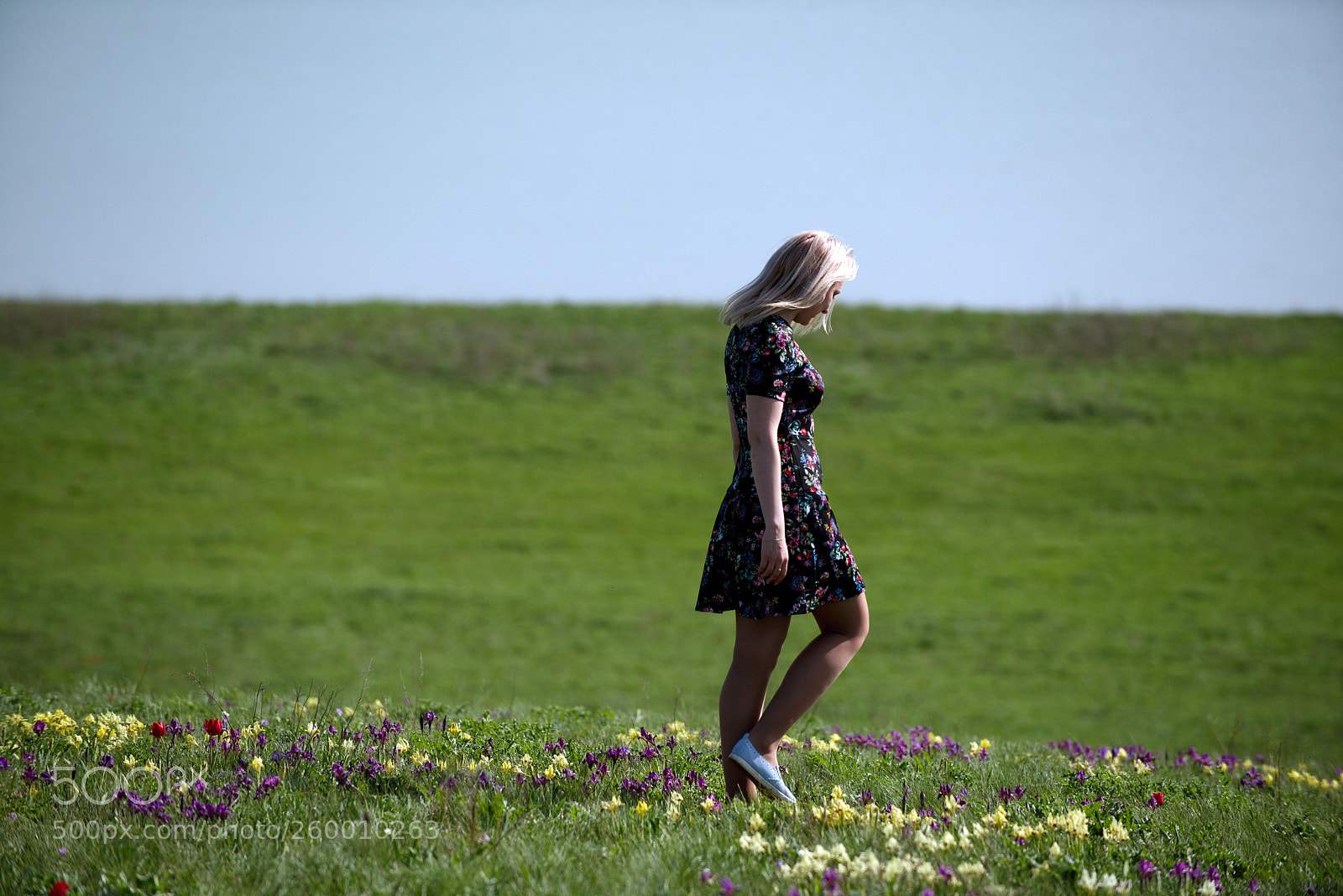 Nikon D800E sample photo. Wild irises photography