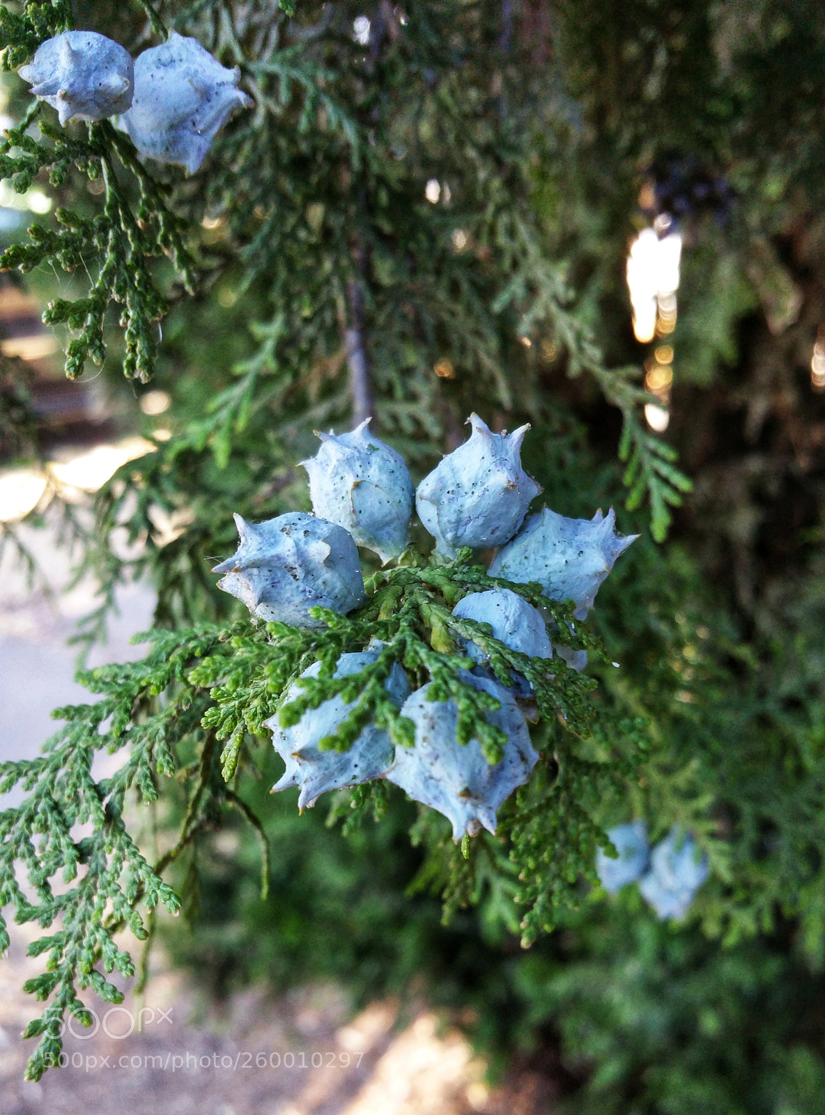 Samsung Galaxy Note4 sample photo. Clustered photography