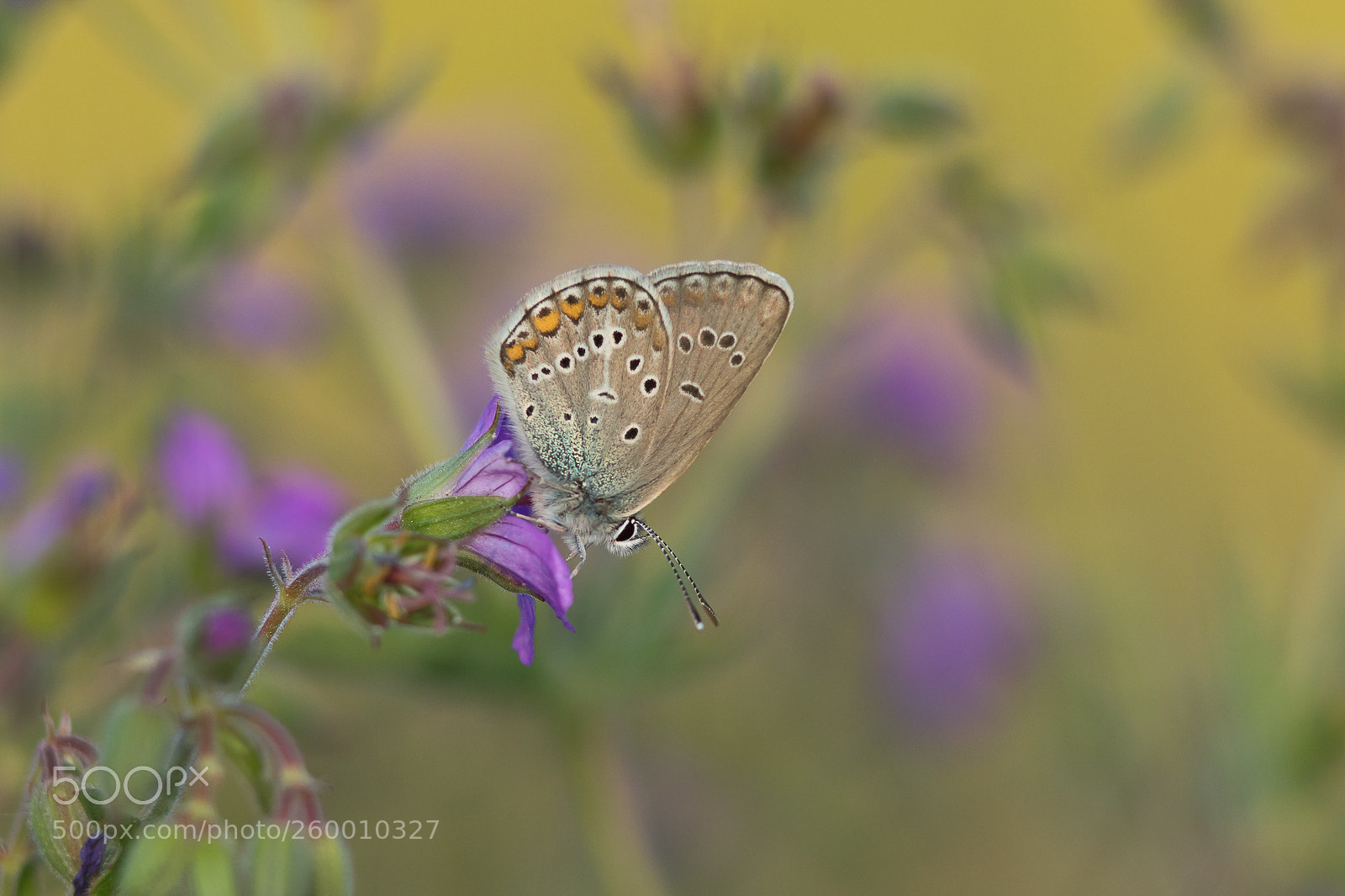 Canon EOS 5D Mark IV sample photo. Bluewing photography