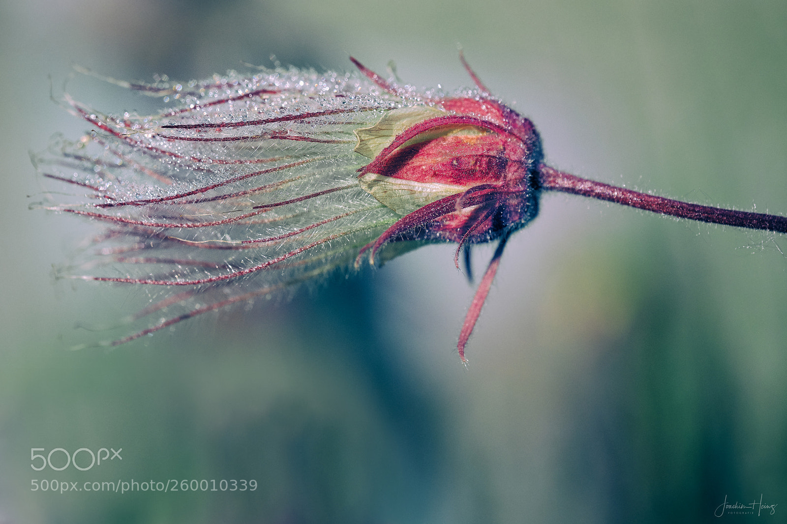 Fujifilm X-T2 sample photo. Geum triflorum photography