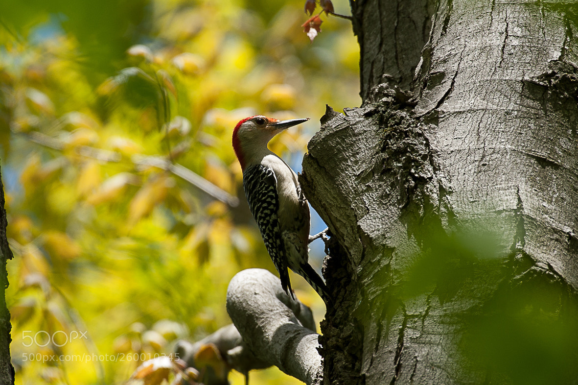 Nikon D700 sample photo. Red bellied woodpecker photography