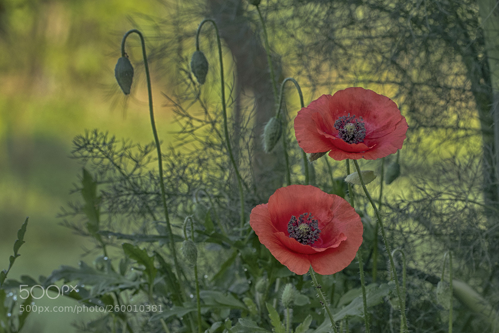 Canon EOS 7D Mark II sample photo. Springtime photography