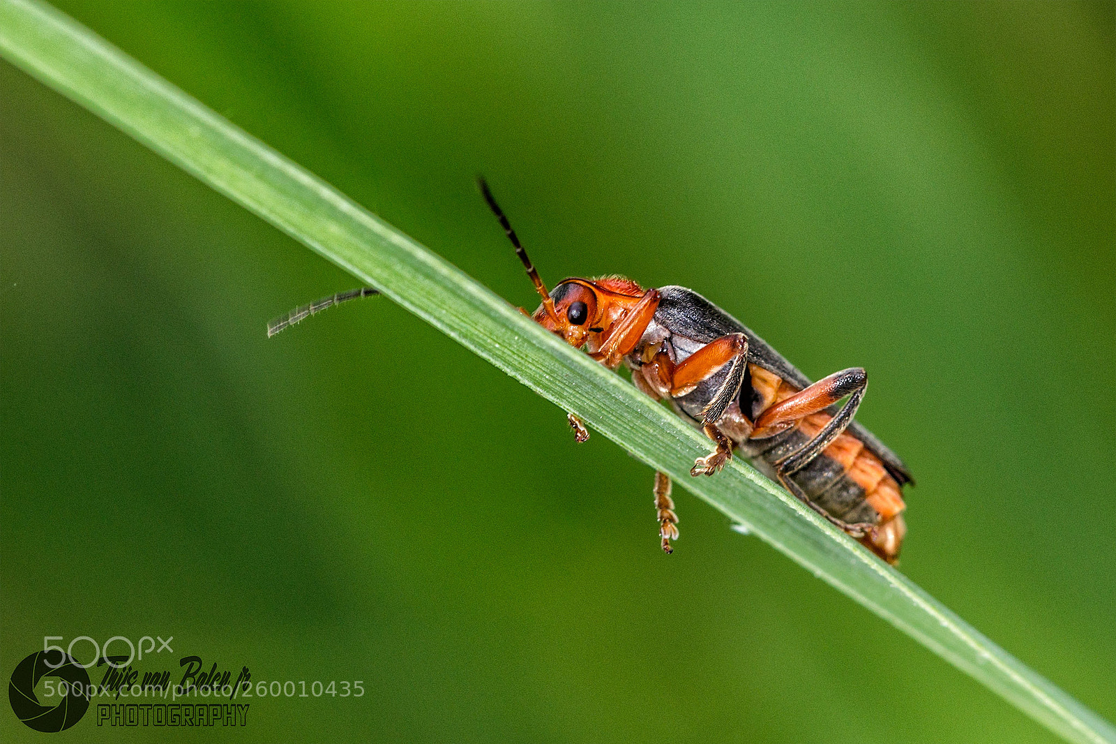 Canon EOS-1D Mark IV sample photo. Cantharis fusca photography